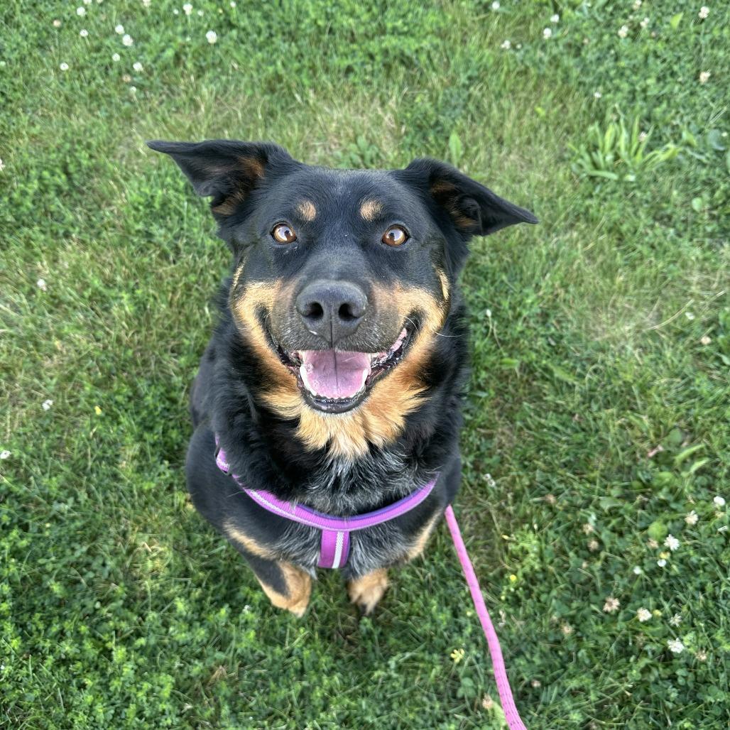 Griffin, a Adoptable mixed breed in Chariton, IA image 1/2