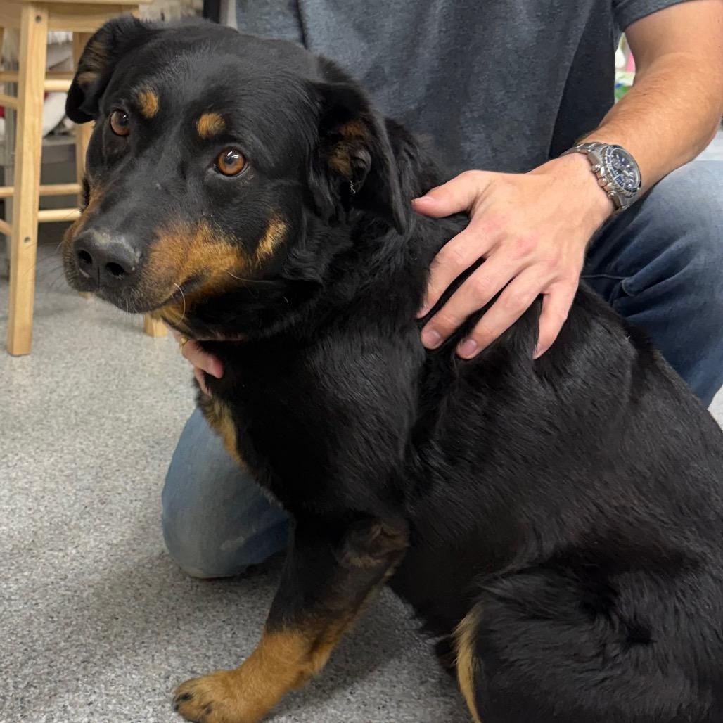 Griffin, a Adoptable mixed breed in Chariton, IA image 2/2