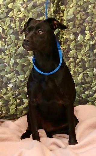 Enlarge Scarlet, a Adoptable mixed breed in Fort Worth, TX image 1/1