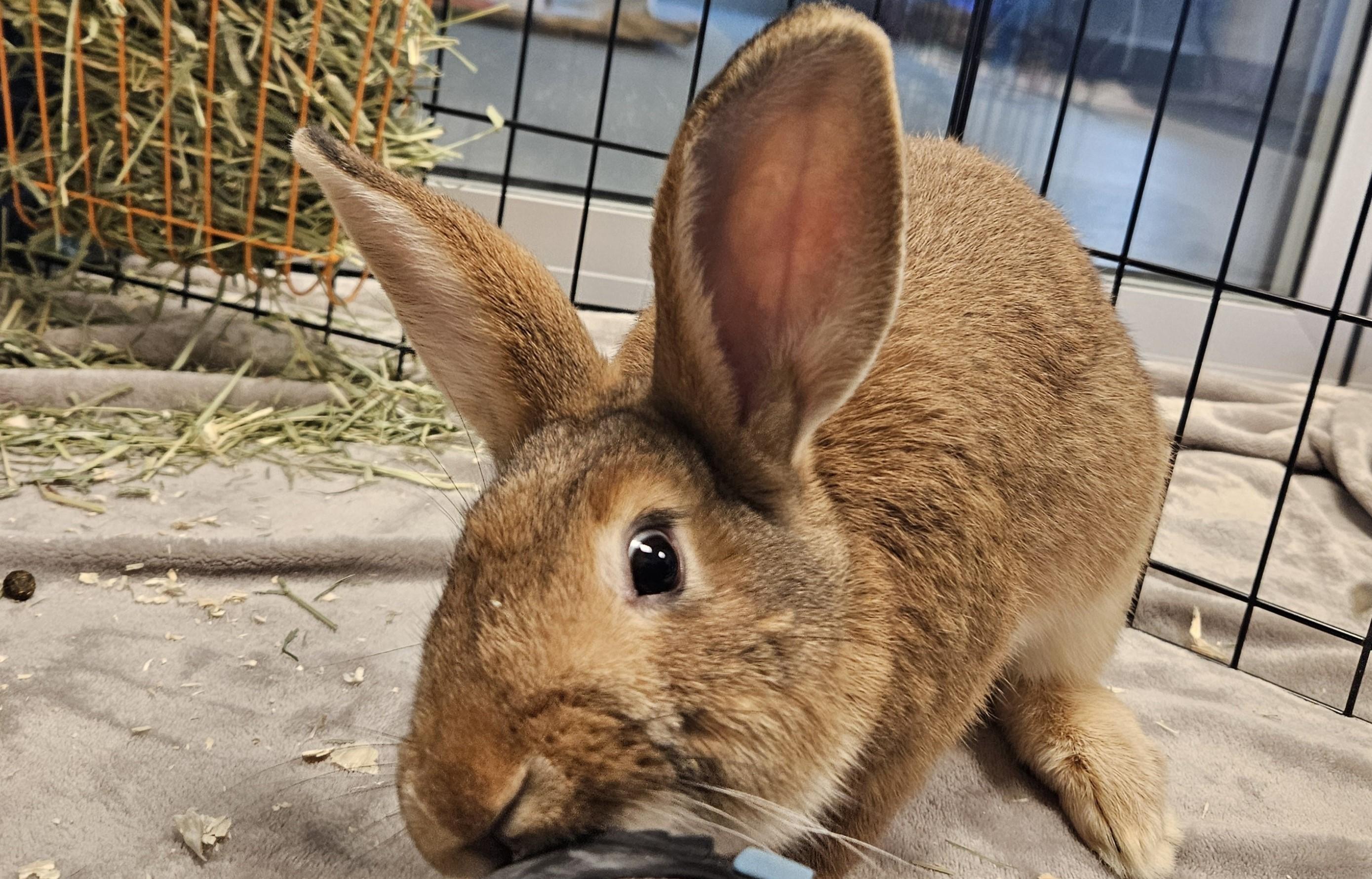 Enlarge Padme, a ADOPTABLE Bunny Rabbit in Mississauga, ON image 5/6