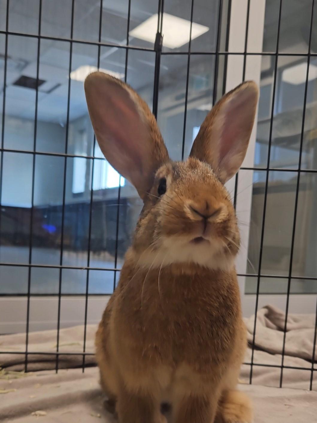Enlarge Padme, a ADOPTABLE Bunny Rabbit in Mississauga, ON image 6/6