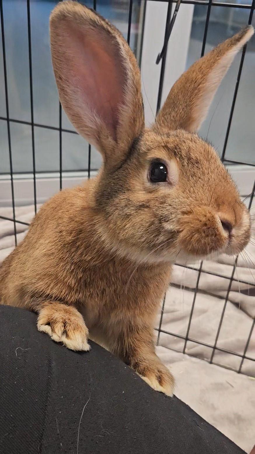 Enlarge Padme, a ADOPTABLE Bunny Rabbit in Mississauga, ON image 4/6