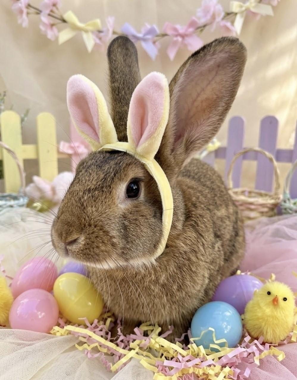 Enlarge Padme, a ADOPTABLE Bunny Rabbit in Mississauga, ON image 1/6