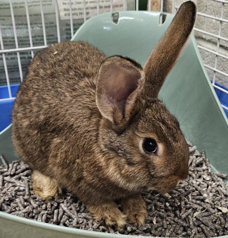 Enlarge Padme, a ADOPTABLE Bunny Rabbit in Mississauga, ON image 3/6