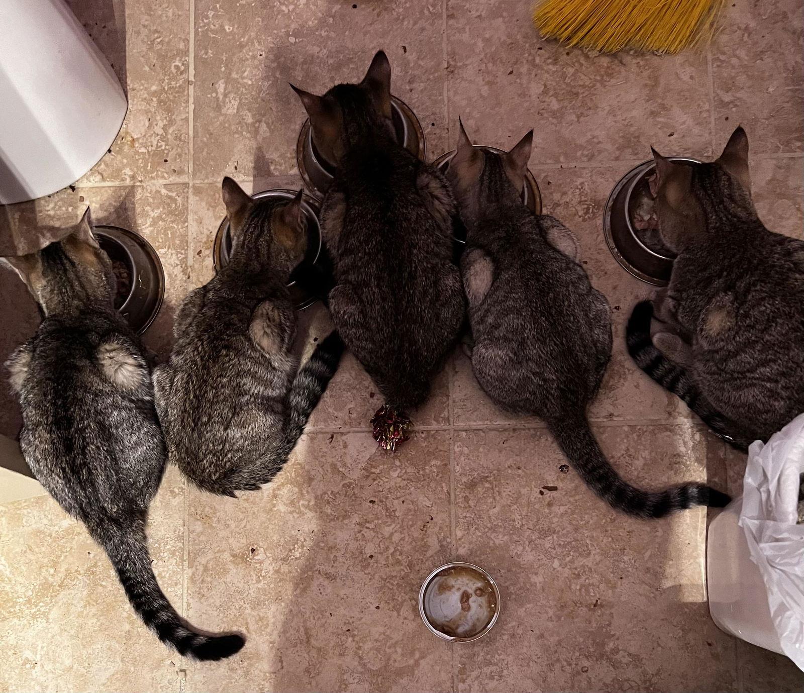 MONTE, a Adoptable Tabby in Capshaw, AL image 1/2