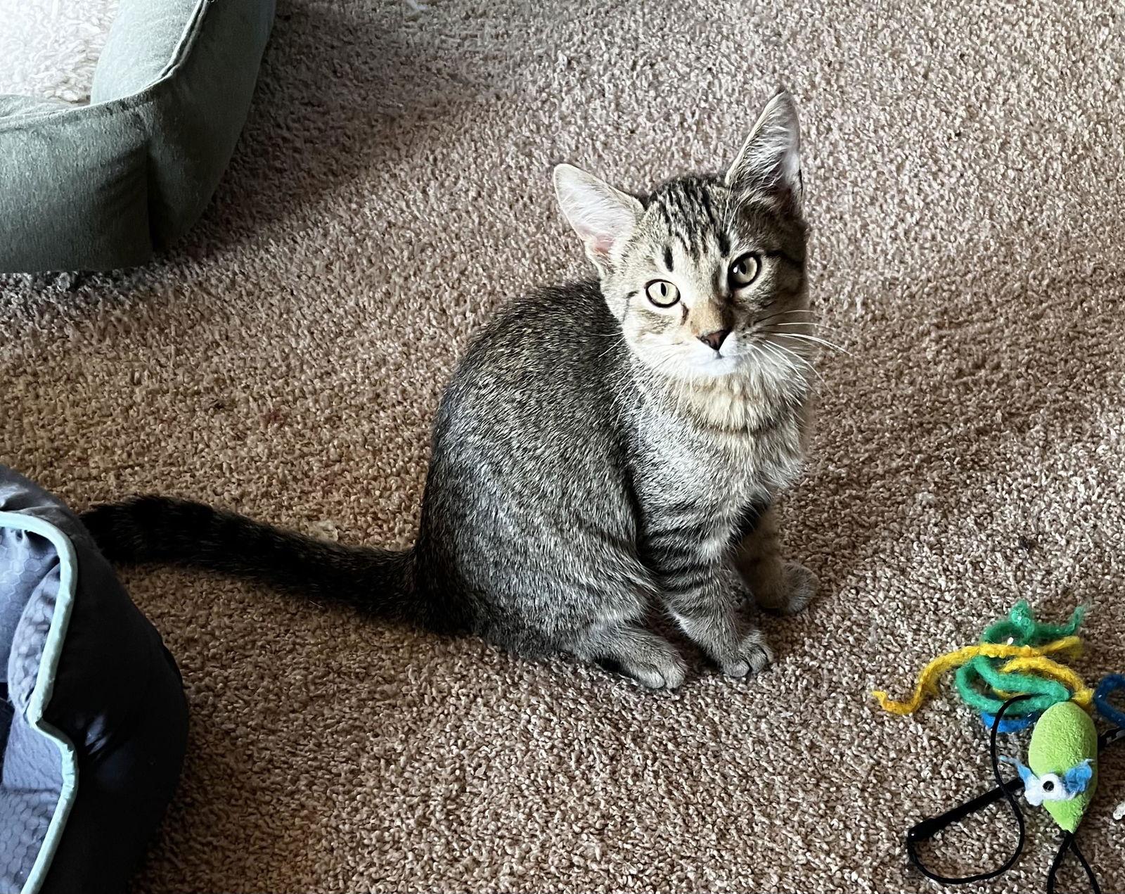 MONTE, a Adoptable Tabby in Capshaw, AL image 2/2