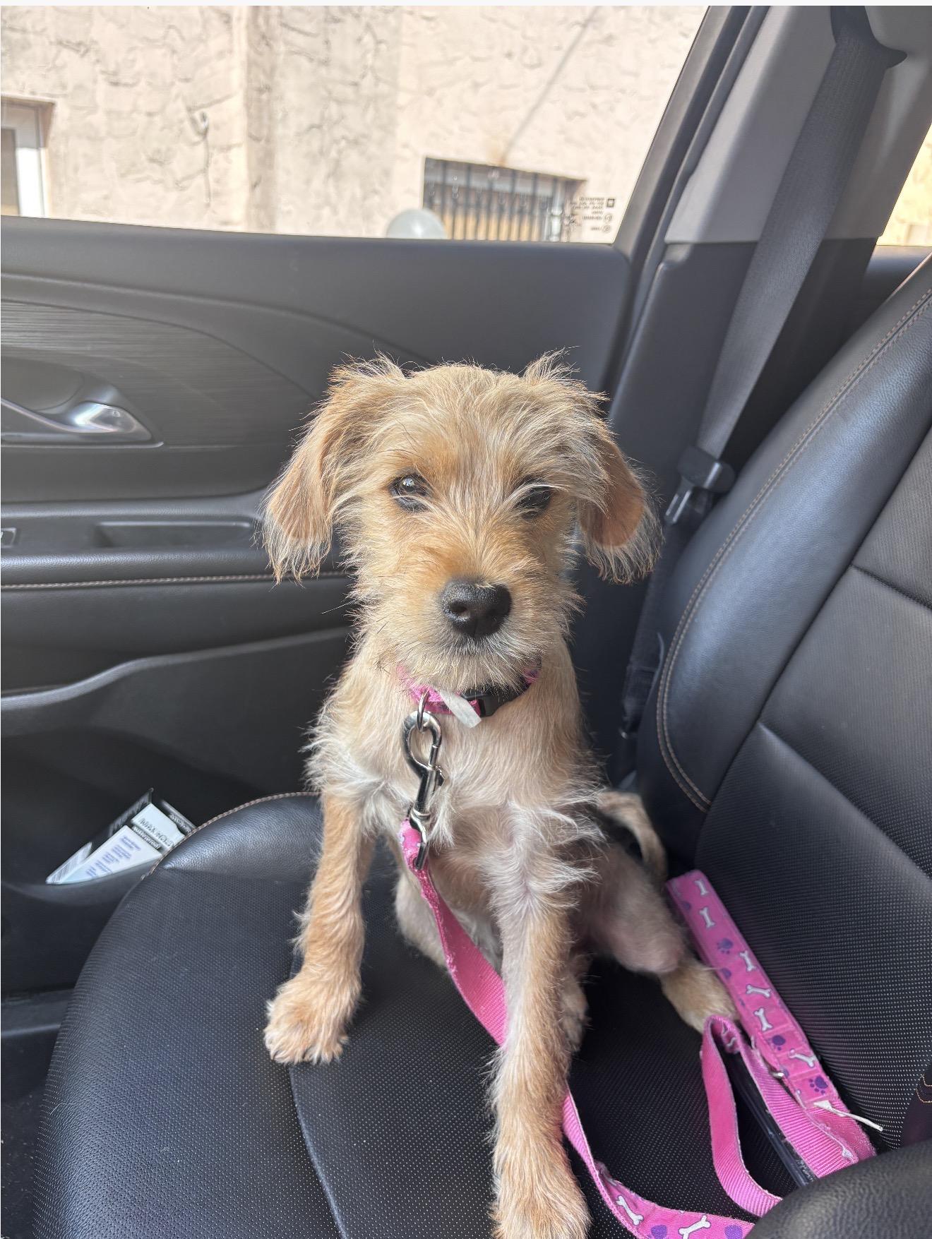 Ginger, adopted, Puppy Female Border Terrier & Redbone Coonhound.