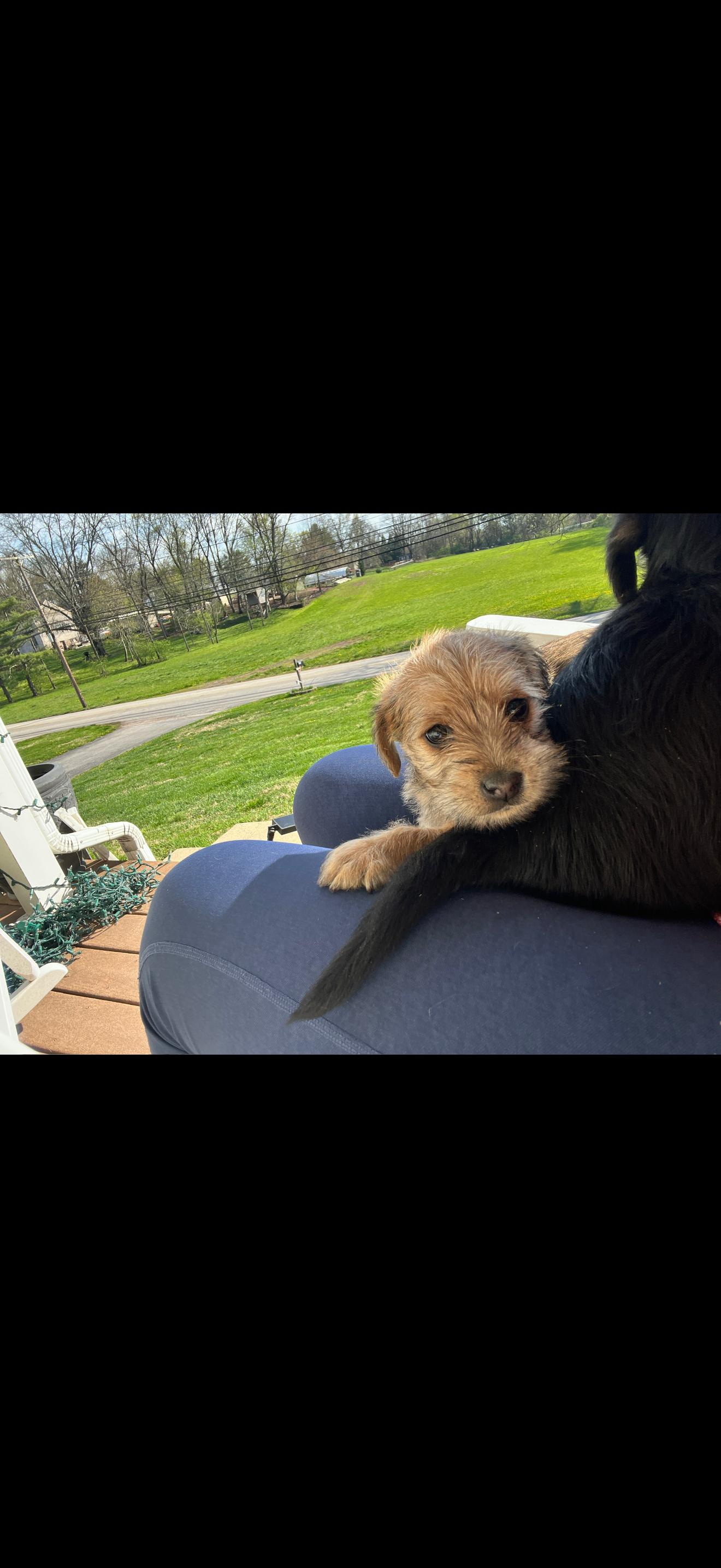 Enlarge Ginger, a ADOPTABLE mixed breed in HONEY BROOK, PA image 2/6