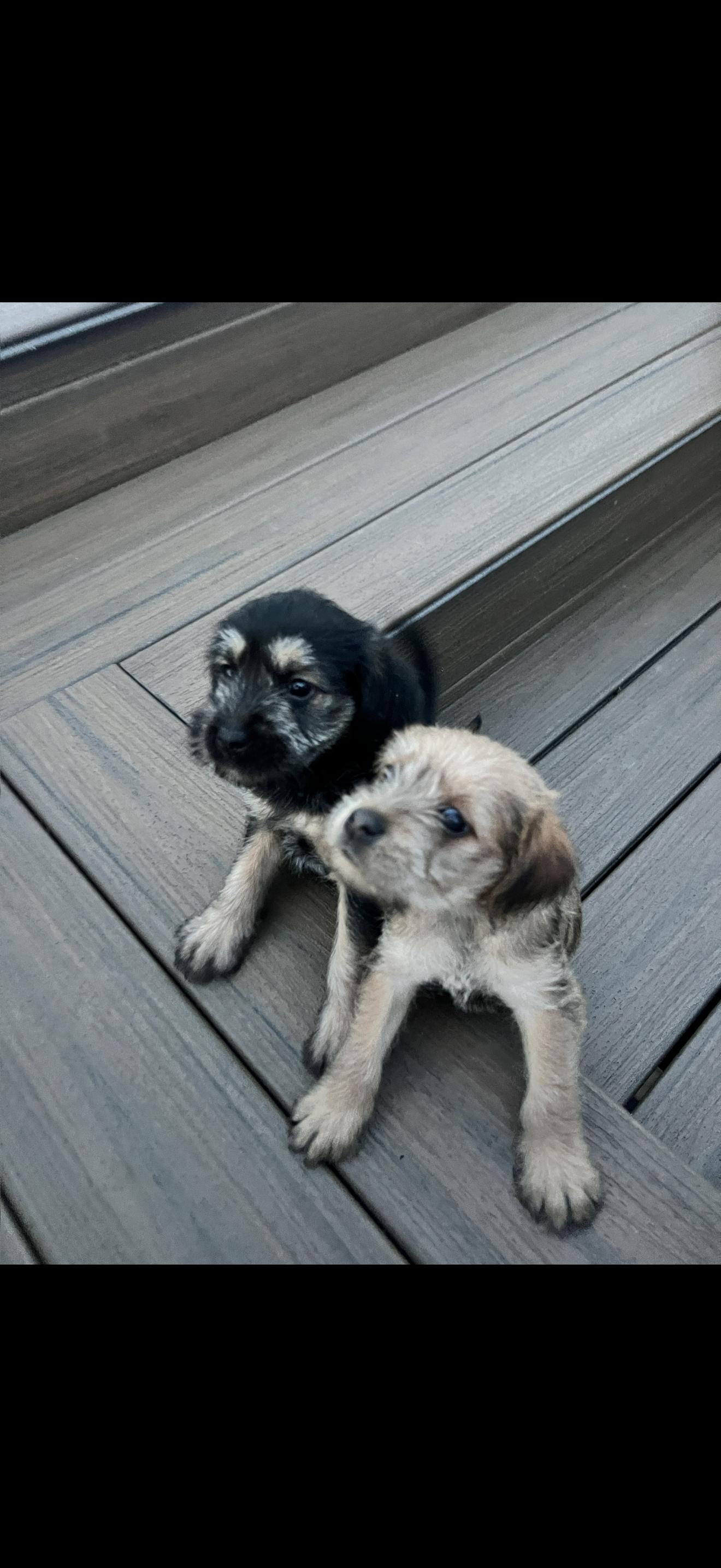 Enlarge Ginger, a ADOPTABLE mixed breed in HONEY BROOK, PA image 3/6