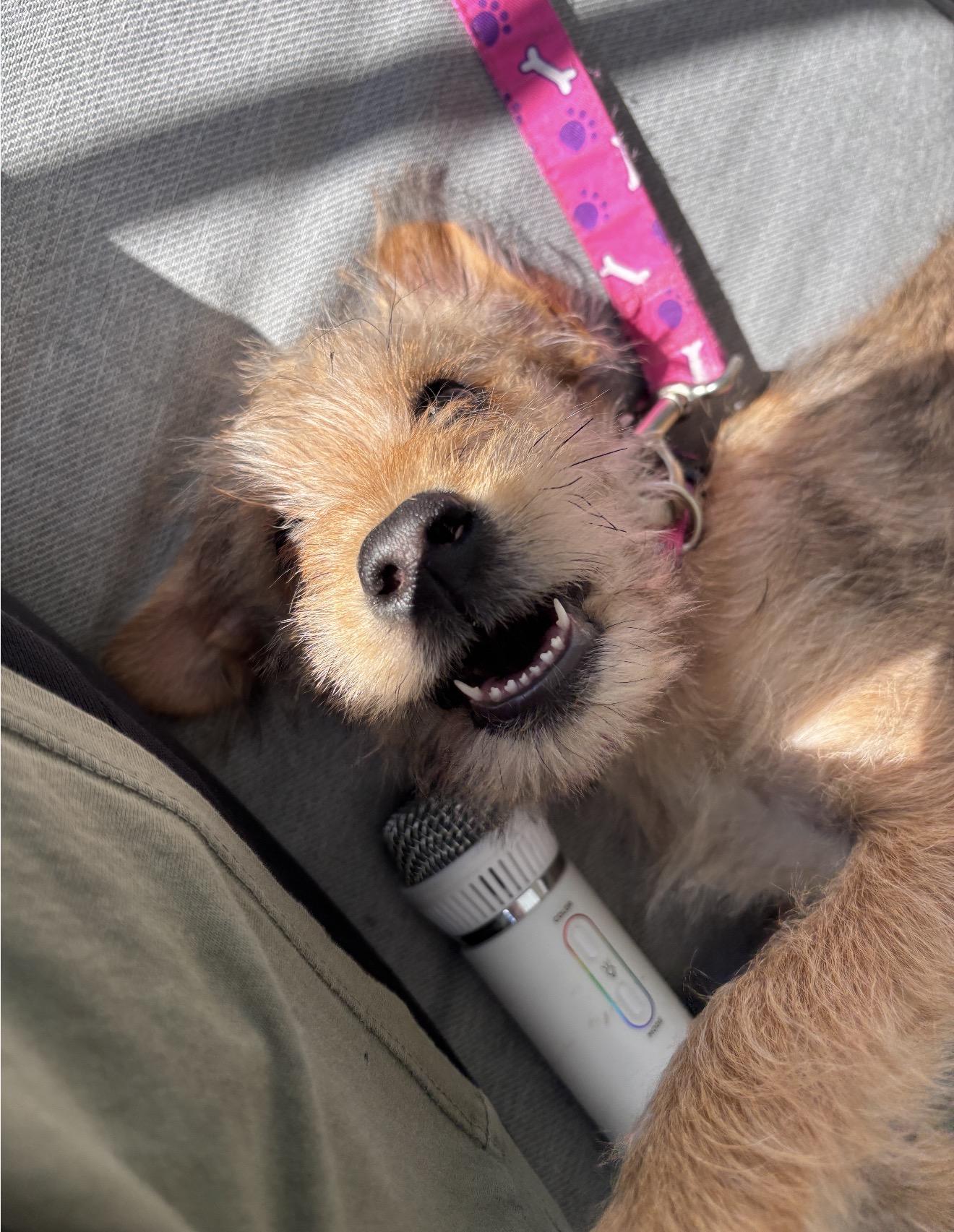 Ginger, an adopted mixed breed in HONEY BROOK, PA image 6/6