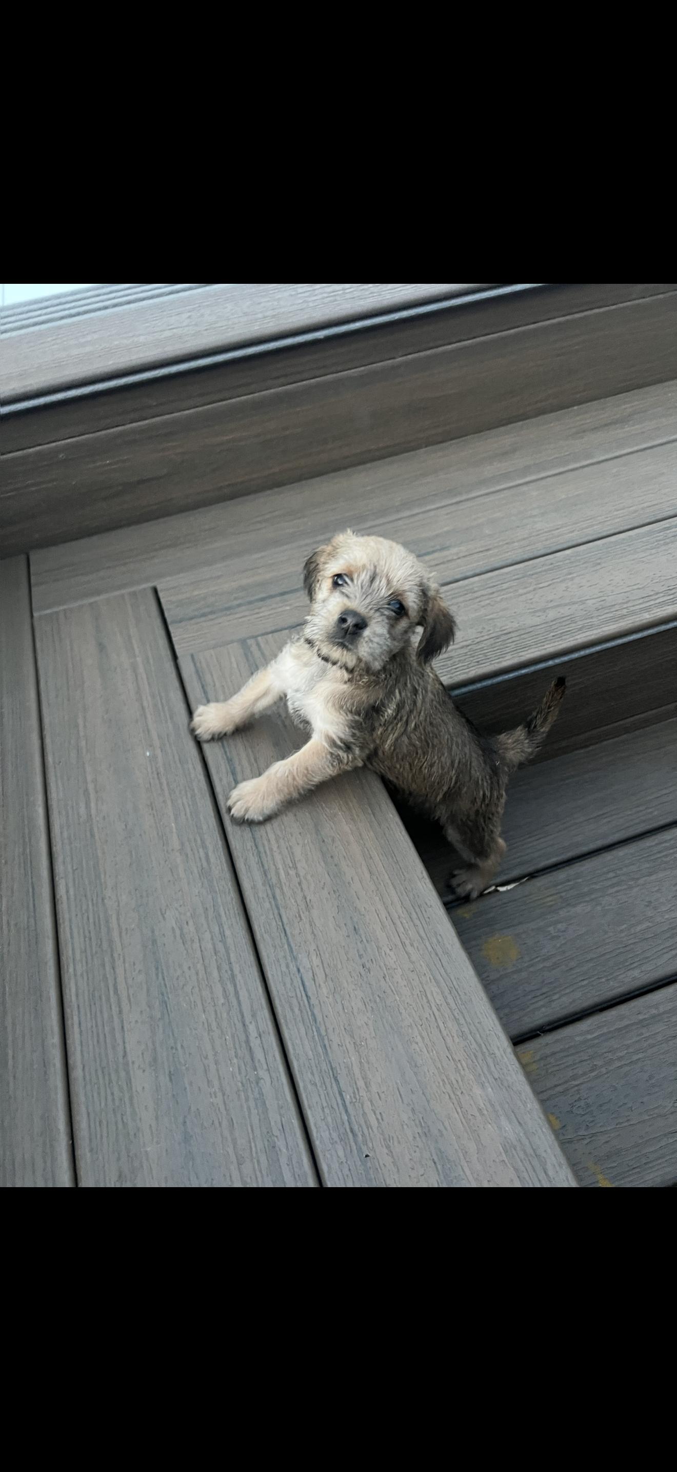 Enlarge Ginger, a ADOPTABLE mixed breed in HONEY BROOK, PA image 4/6