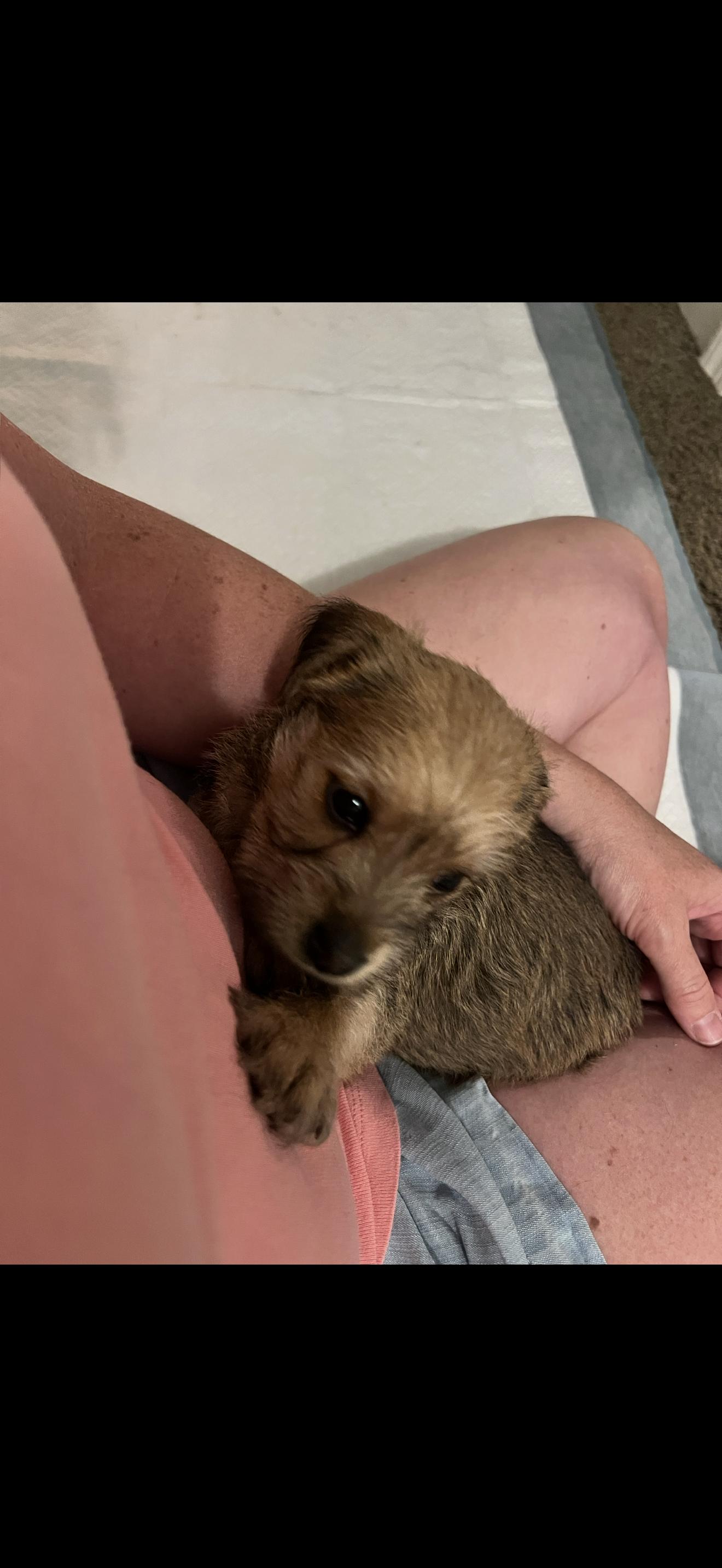 Enlarge Ginger, a ADOPTABLE mixed breed in HONEY BROOK, PA image 6/6