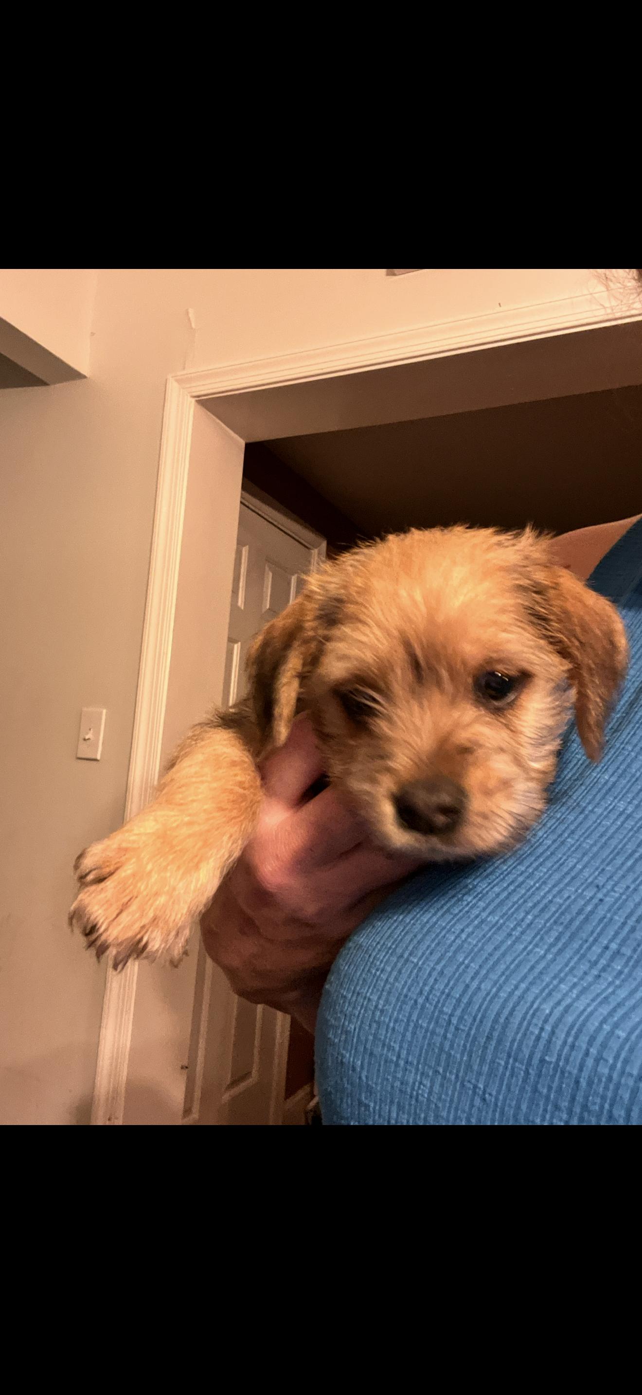 Ginger, ADOPTABLE, Puppy Female Border Terrier & Redbone Coonhound.