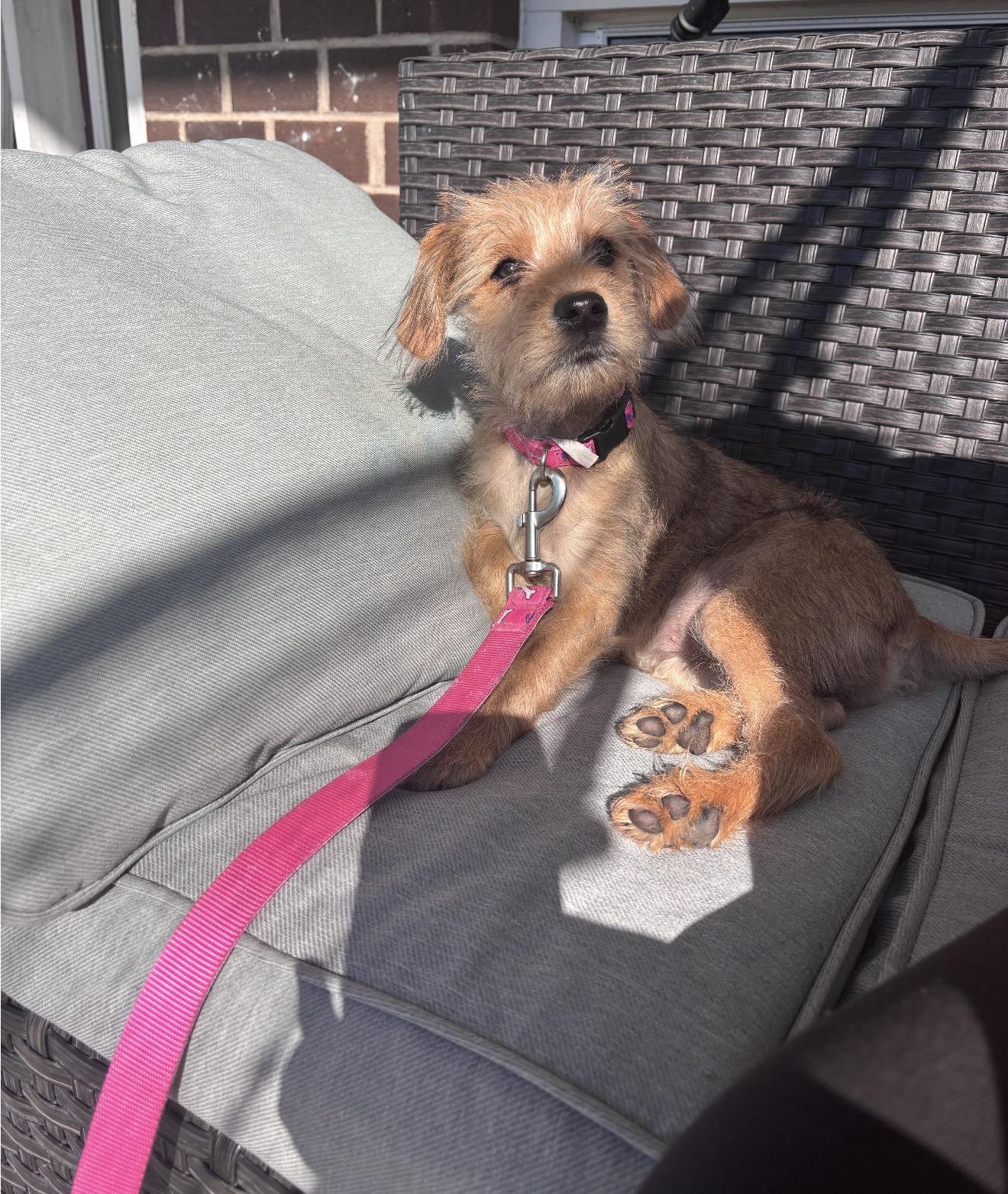 Ginger, an adopted mixed breed in HONEY BROOK, PA image 5/6