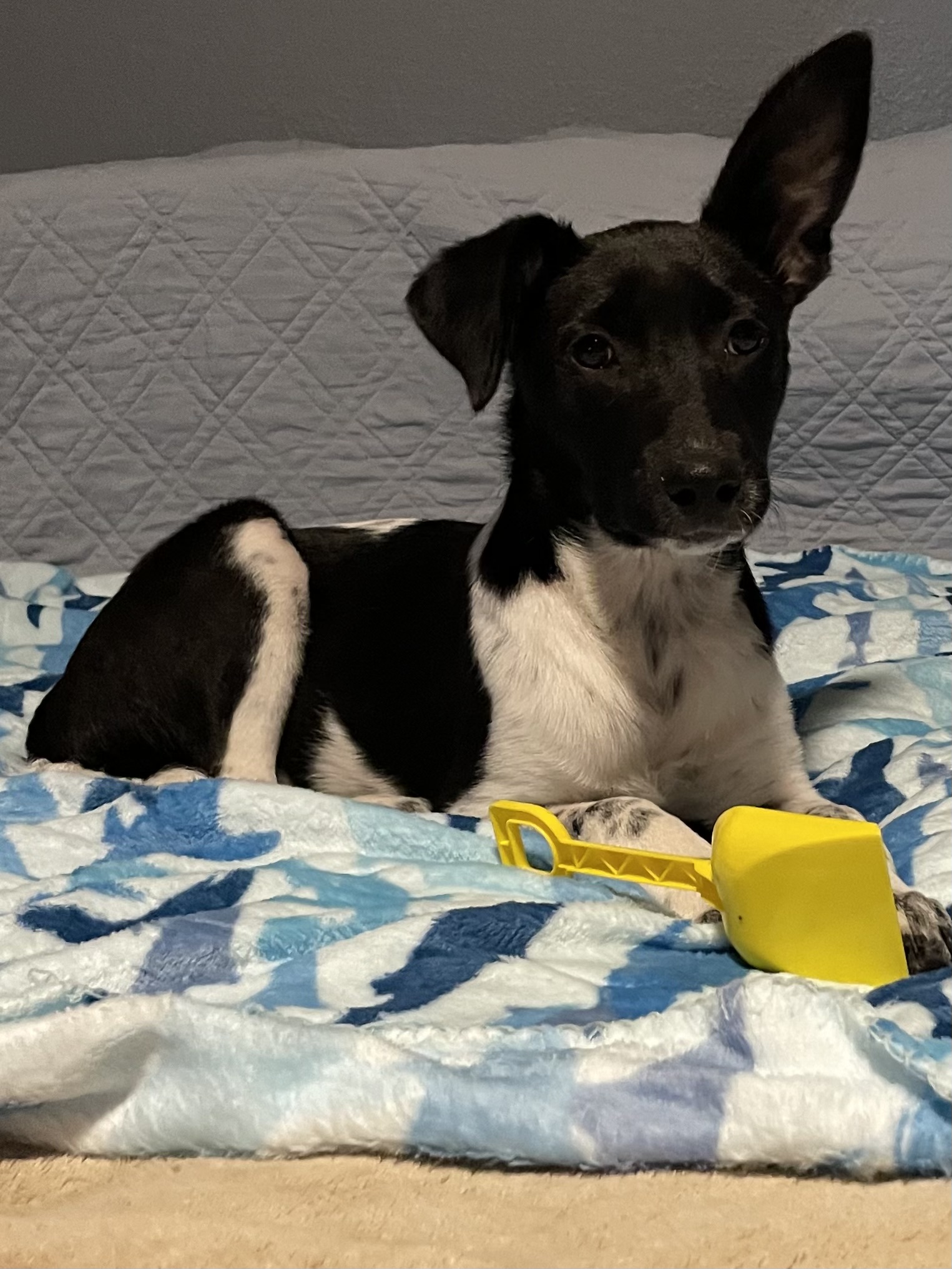 Clarabelle, Adoptable, Puppy Female Labrador Retriever.