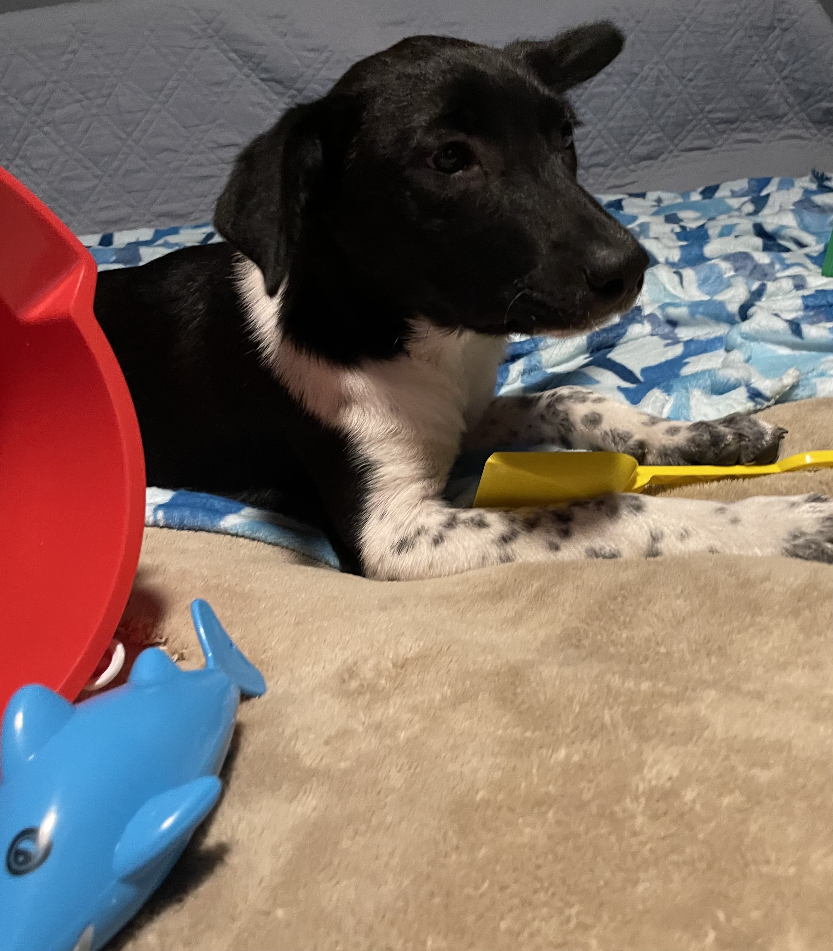 Enlarge Clarabelle, a Adoptable mixed breed in San Antonio, TX image 3/6