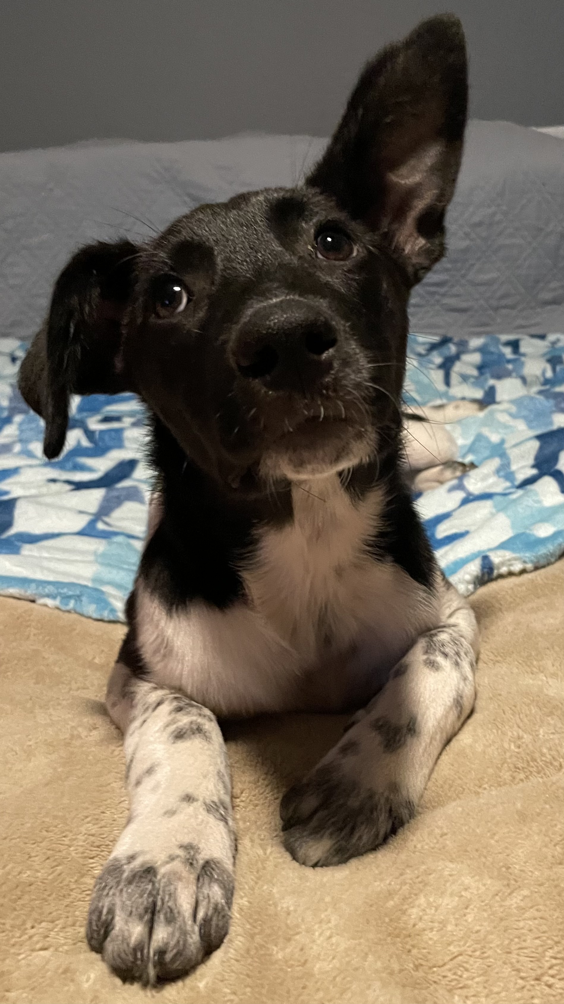 Enlarge Clarabelle, a Adoptable mixed breed in San Antonio, TX image 4/6