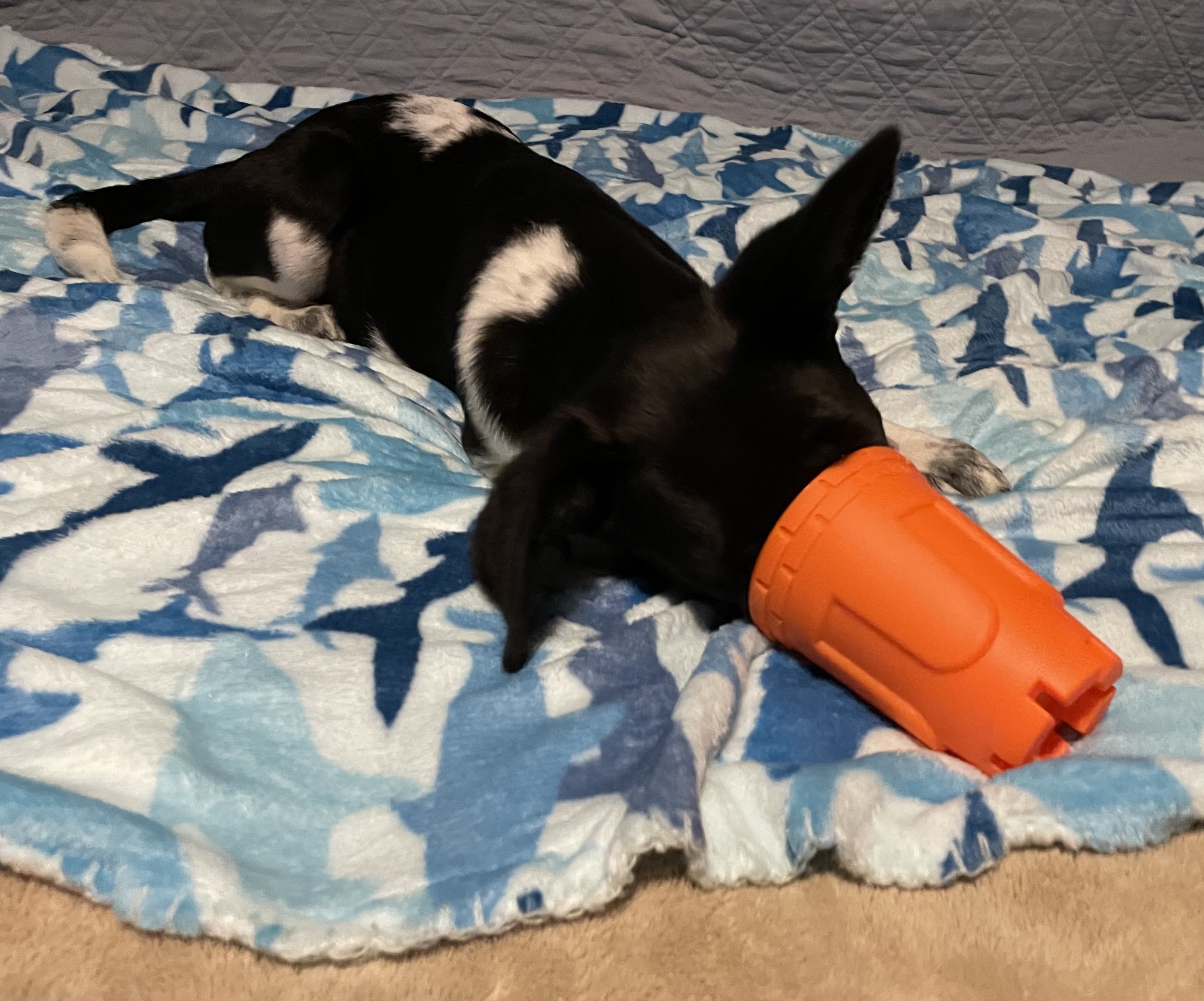 Enlarge Clarabelle, a Adoptable mixed breed in San Antonio, TX image 5/6