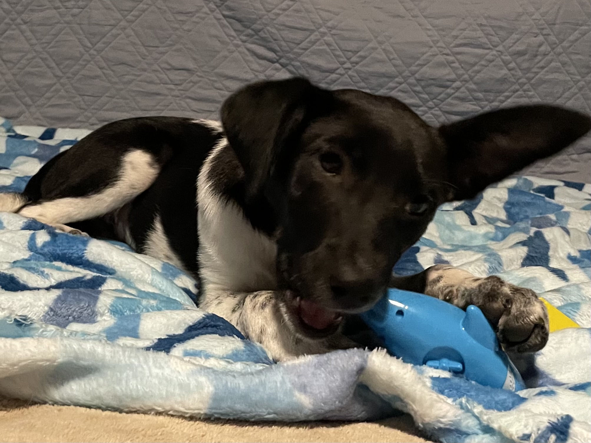 Enlarge Clarabelle, a Adoptable mixed breed in San Antonio, TX image 6/6