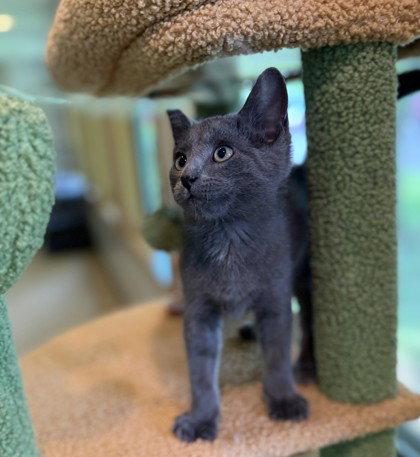 Hector, Adoptable, Young Male Domestic Short Hair.