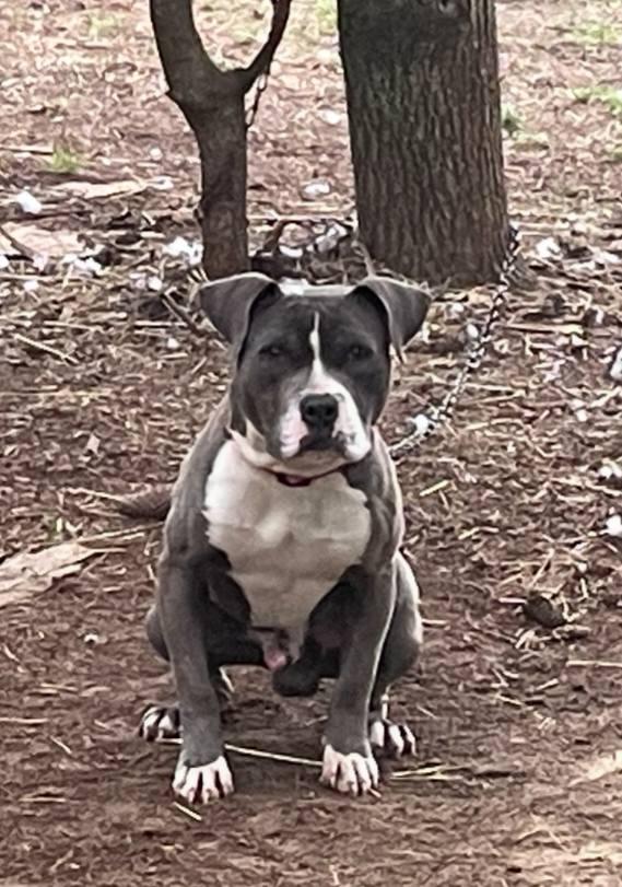 Enlarge Axle, a Adoptable American Bully in Fort Payne, AL image 1/1