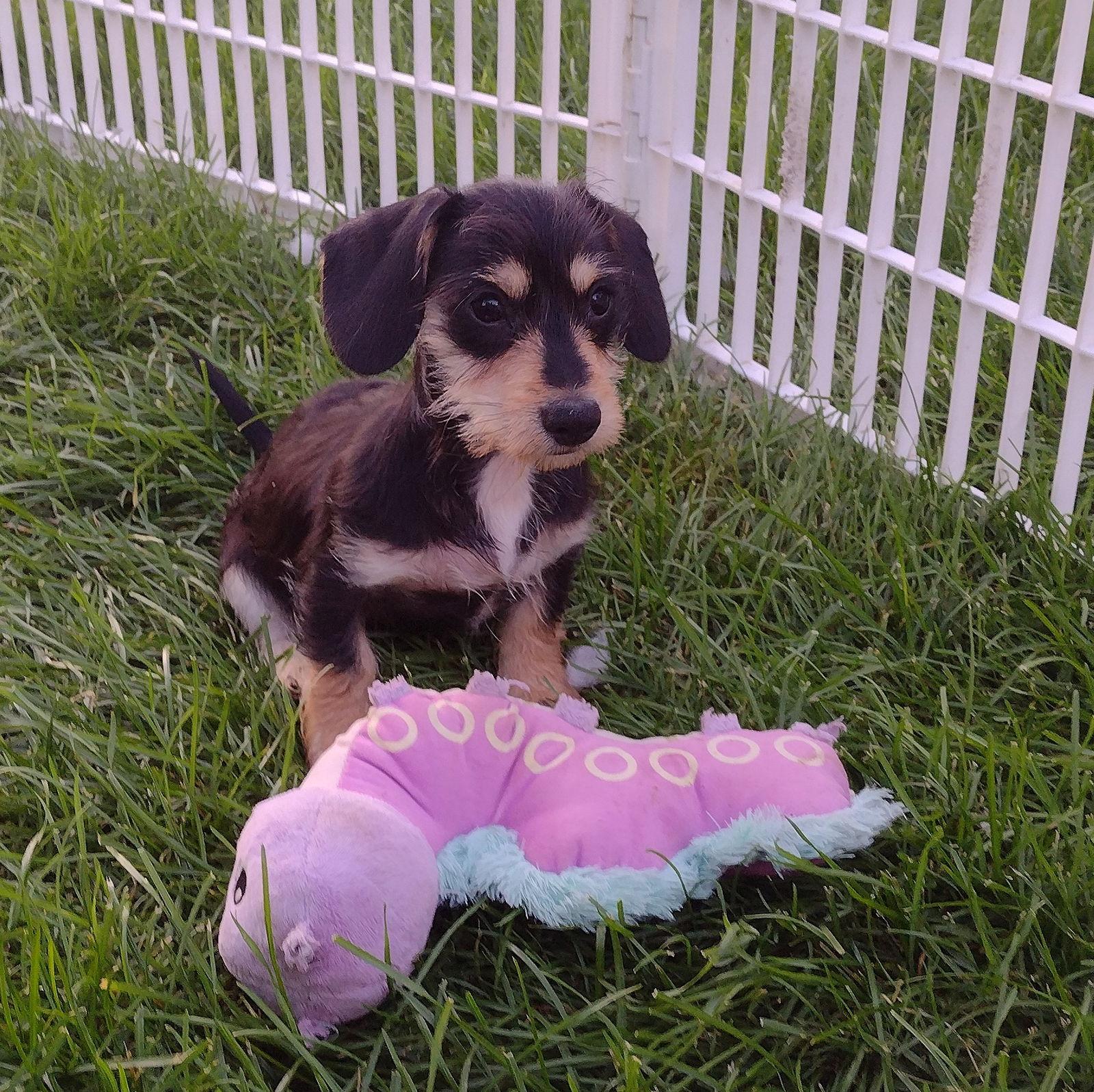 Eli, Adopted, Puppy Male Dachshund.