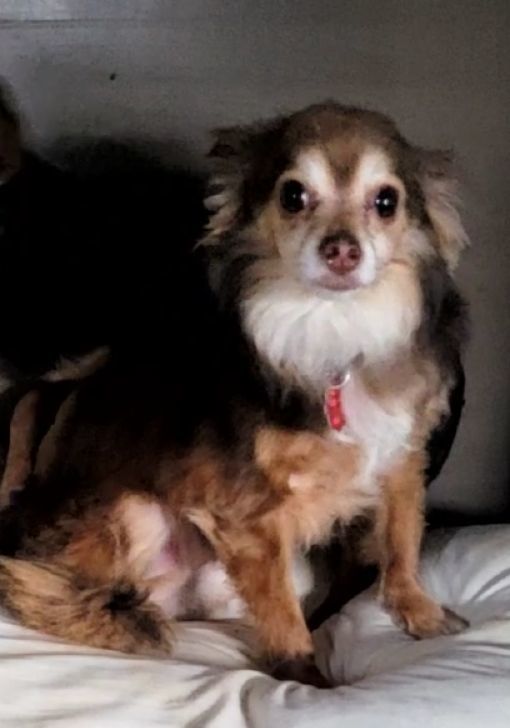 Dog for adoption PEANUT , a Chihuahua in Woodsfield, OH Petfinder