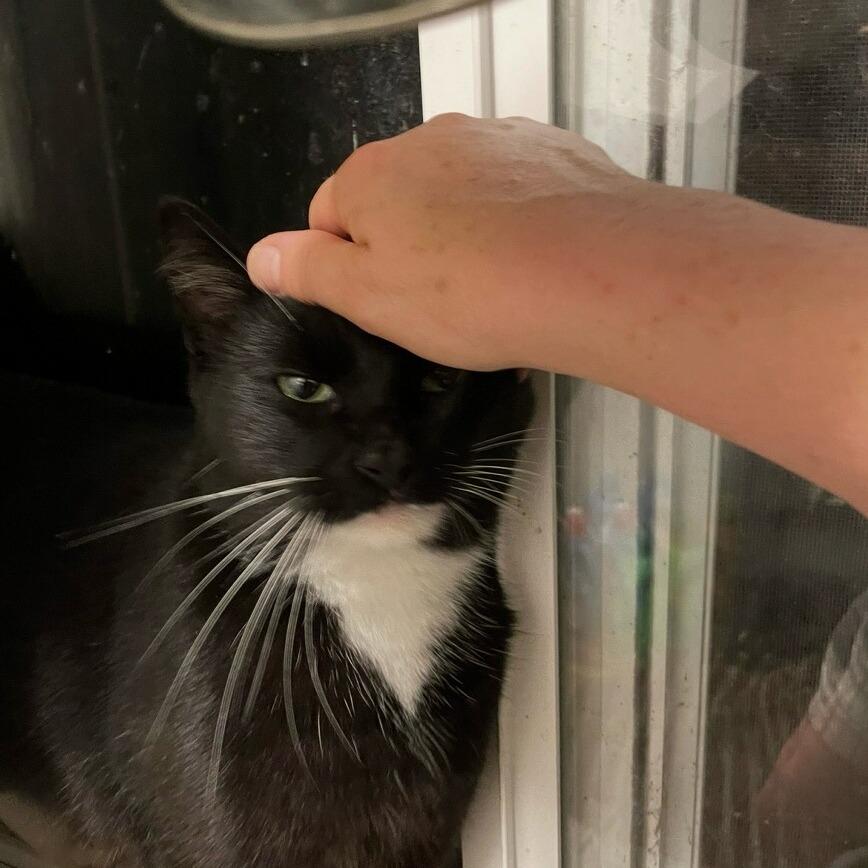 Collin, Adoptable, Adult Male Domestic Short Hair.