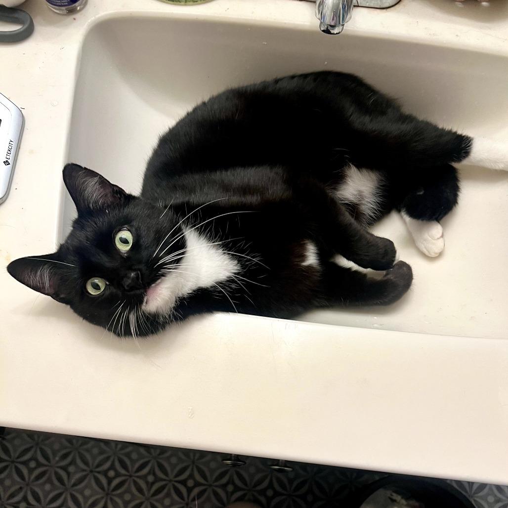 Enlarge Collin, a Adoptable Domestic Short Hair in Coos Bay, OR image 2/4