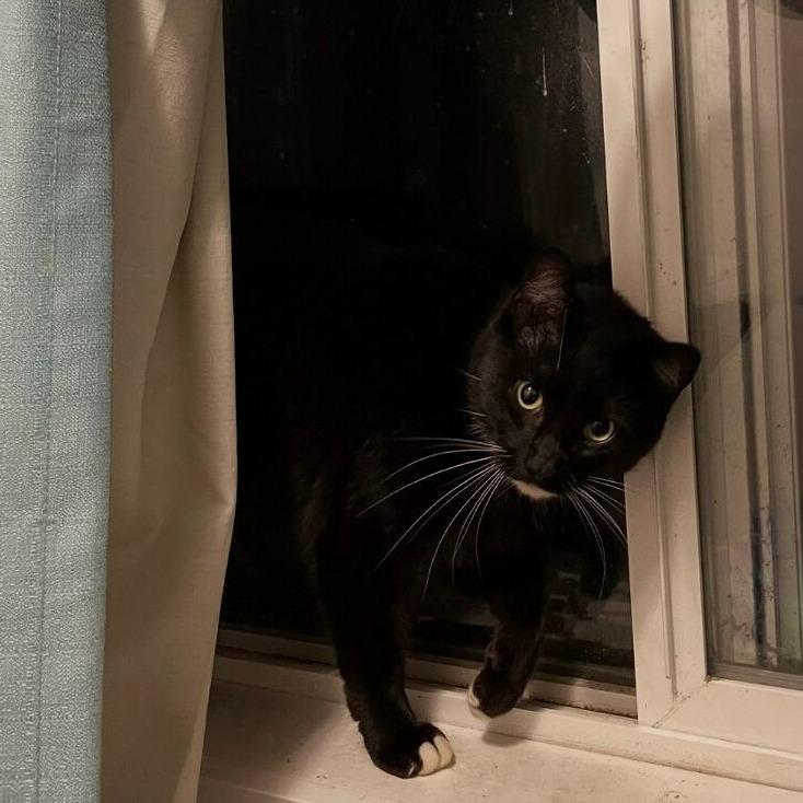 Enlarge Collin, a Adoptable Domestic Short Hair in Coos Bay, OR image 3/4