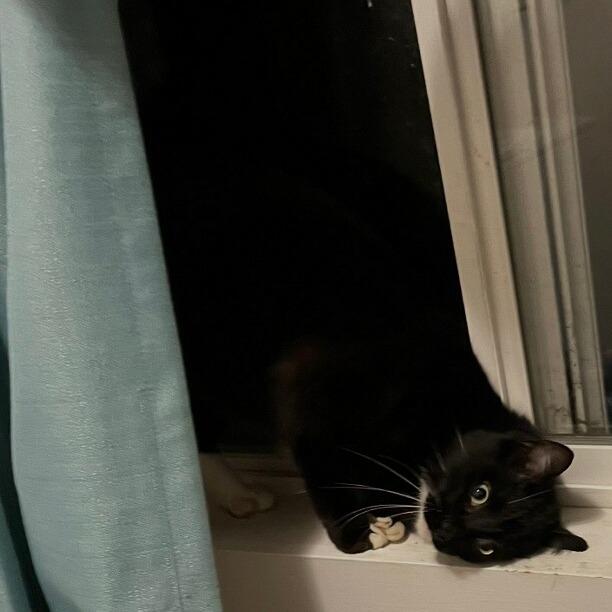 Enlarge Collin, a Adoptable Domestic Short Hair in Coos Bay, OR image 4/4