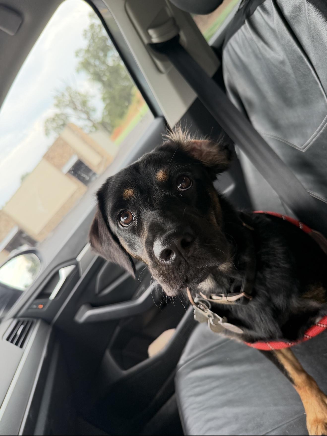 Enlarge Zoe, a Adoptable mixed breed in McKinney, TX image 1/1