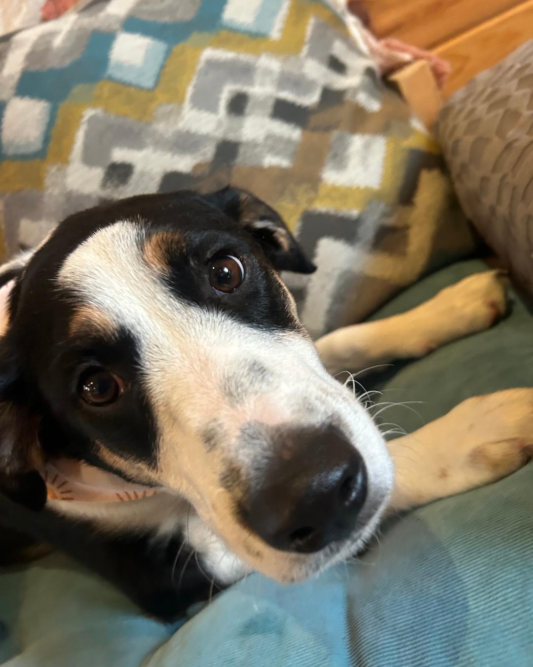 Enlarge Yam, a Adoptable mixed breed in minneapolis, MN image 1/6