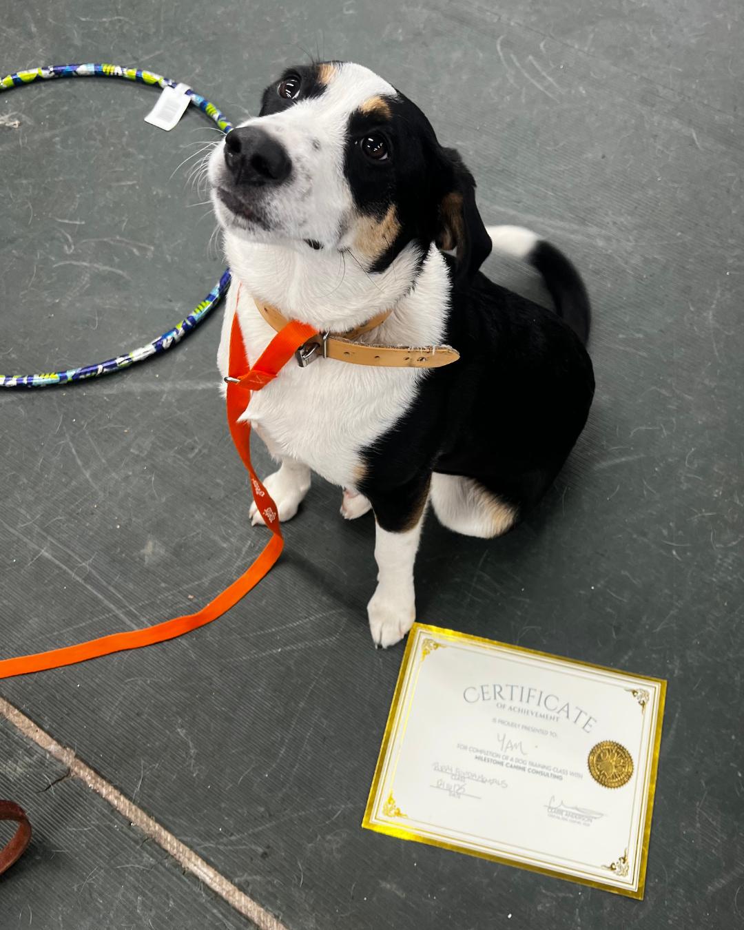 Enlarge Yam, a Adoptable mixed breed in minneapolis, MN image 2/6