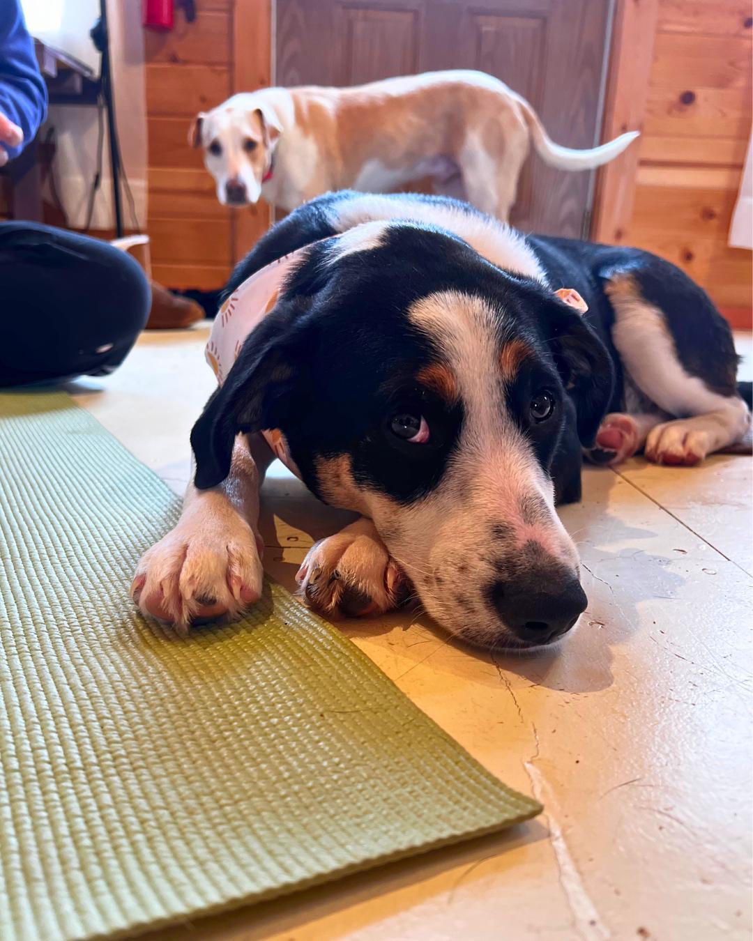 Enlarge Yam, a Adoptable mixed breed in minneapolis, MN image 4/6