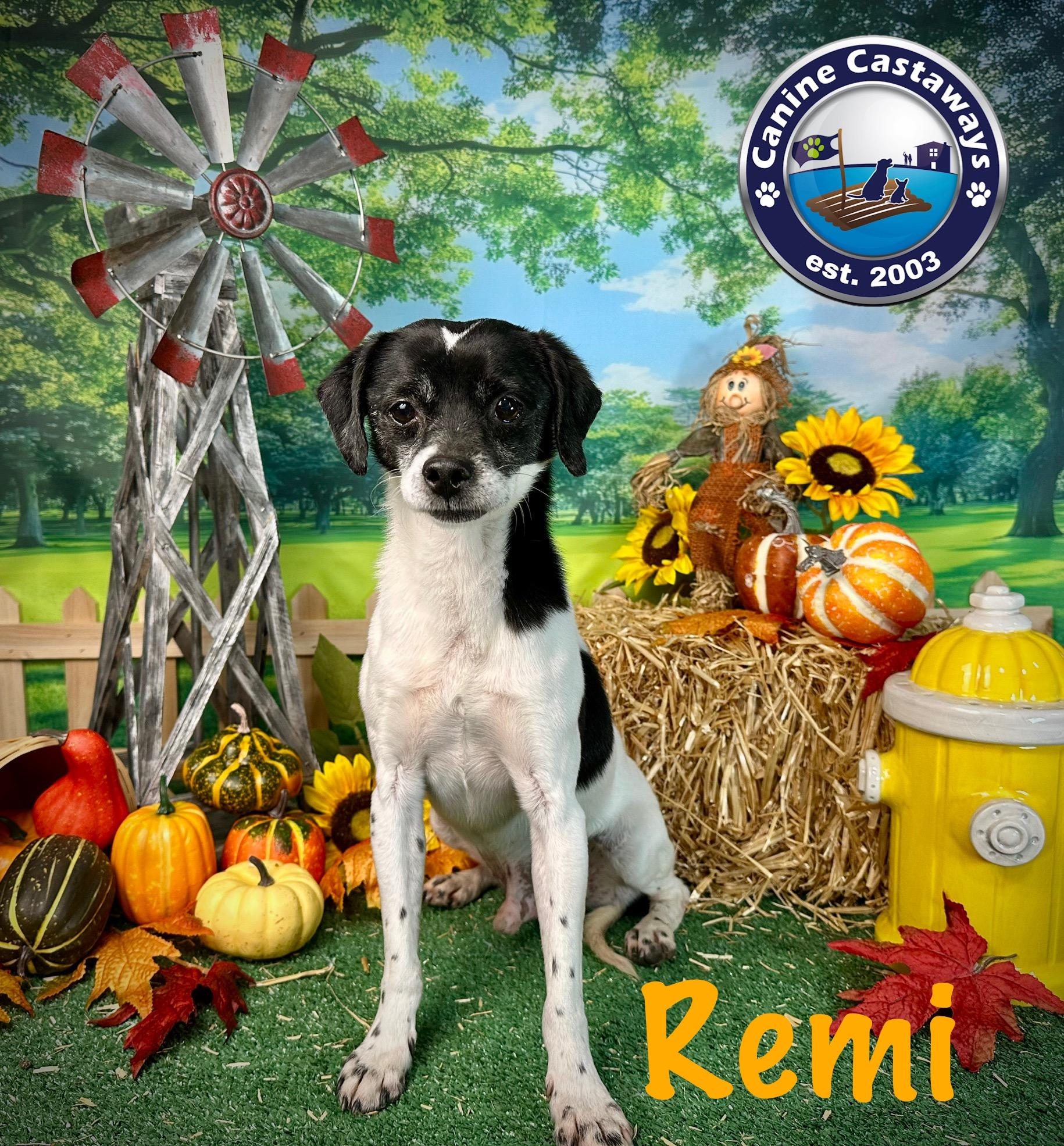 Remi, a Adoptable mixed breed in Arcadia, FL image 6/6