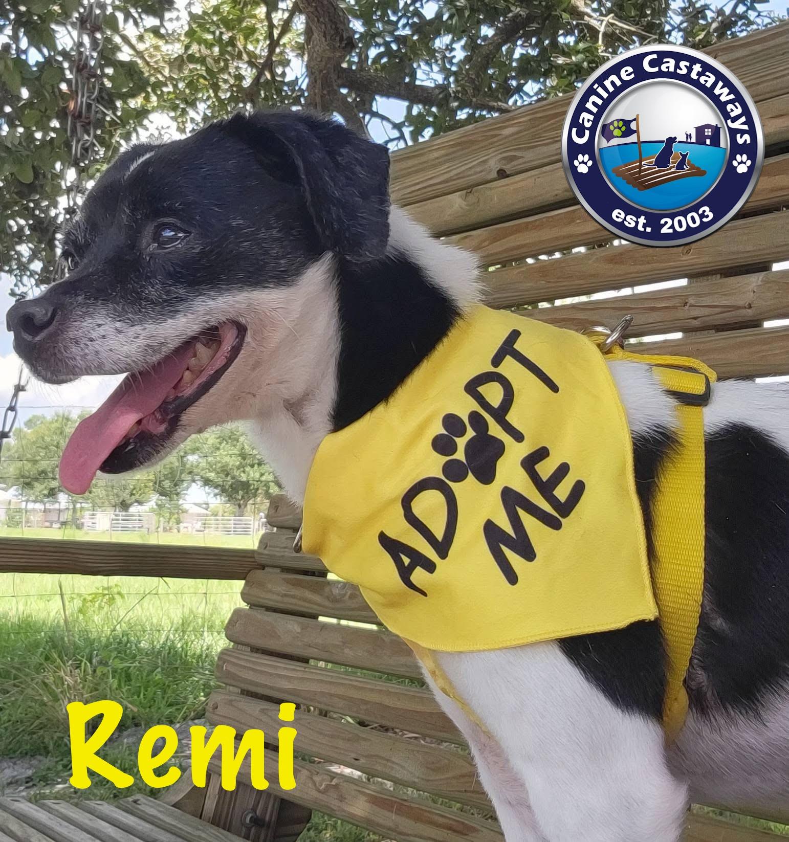 Remi, an adoptable Rat Terrier, Smooth Fox Terrier in Arcadia, FL, 34266 | Photo Image 2