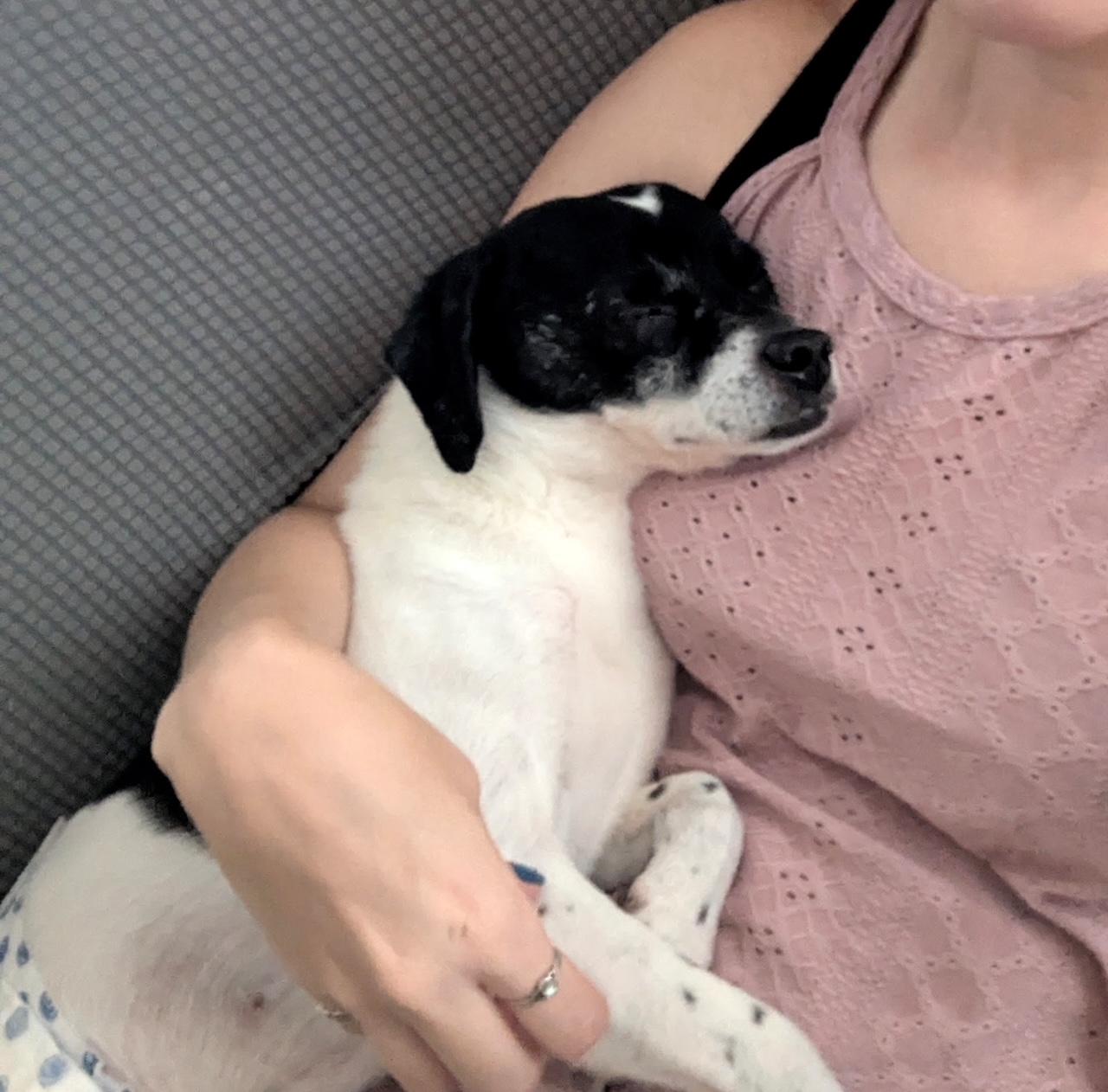 Remi, an adoptable Rat Terrier, Smooth Fox Terrier in Arcadia, FL, 34266 | Photo Image 1