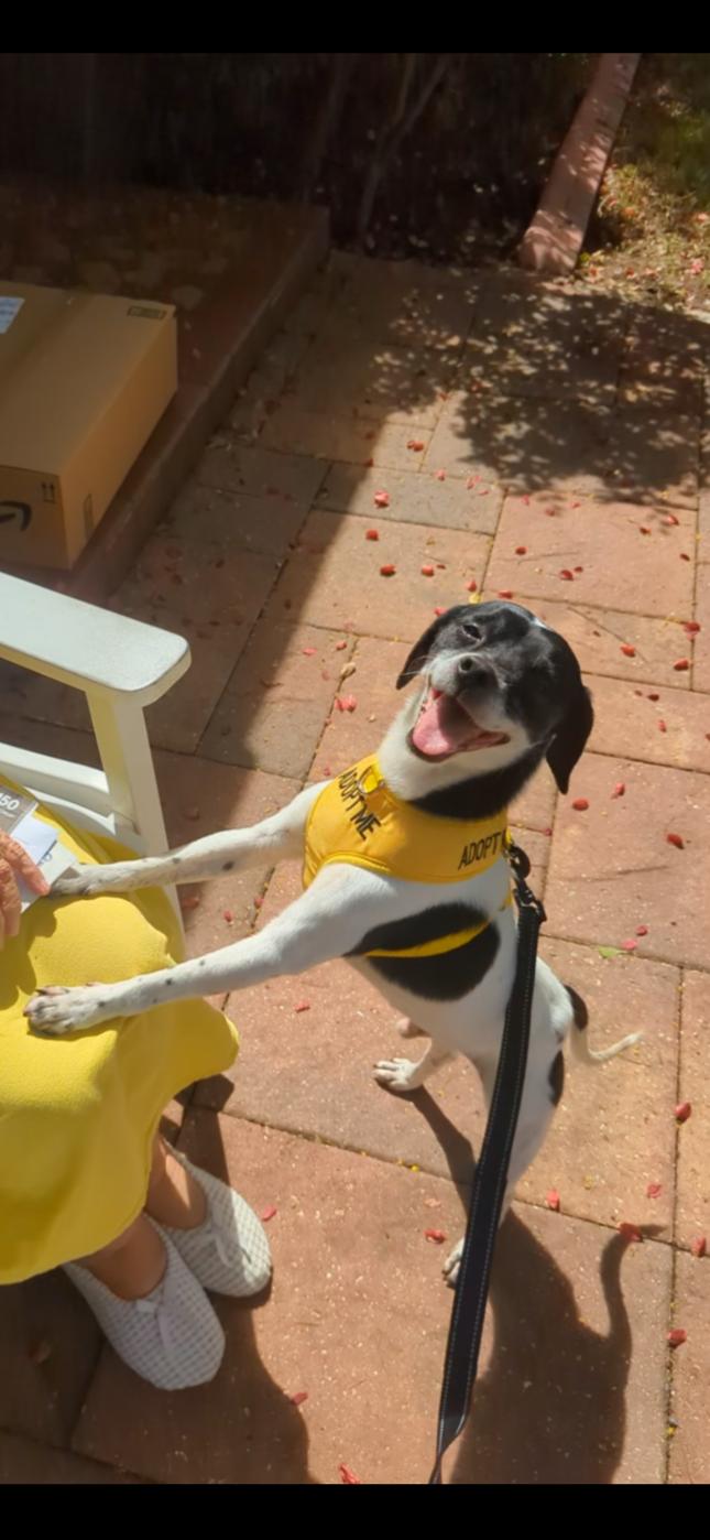 Remi, an adoptable Rat Terrier, Smooth Fox Terrier in Arcadia, FL, 34266 | Photo Image 3