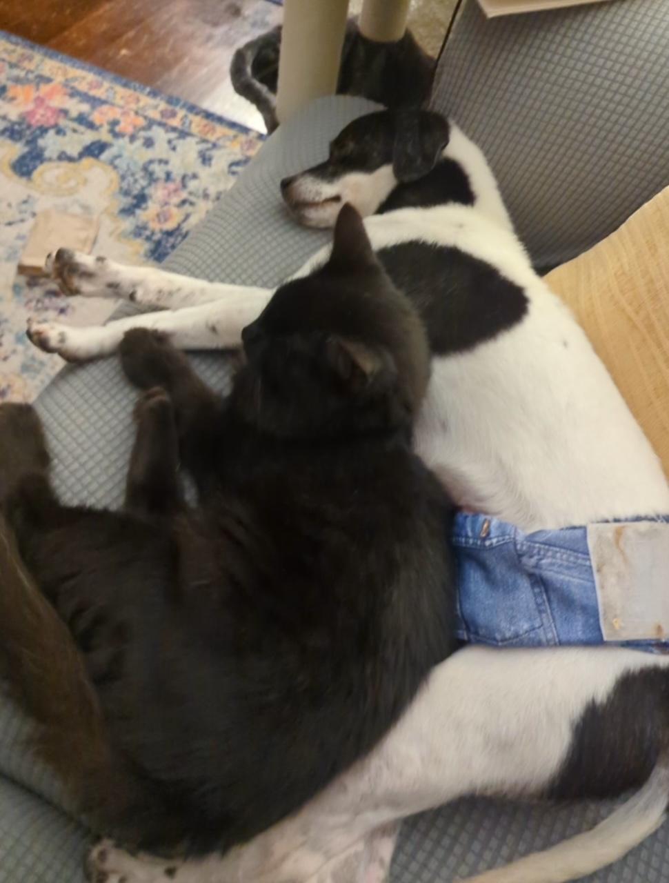 Remi, a Adoptable mixed breed in Arcadia, FL image 4/6