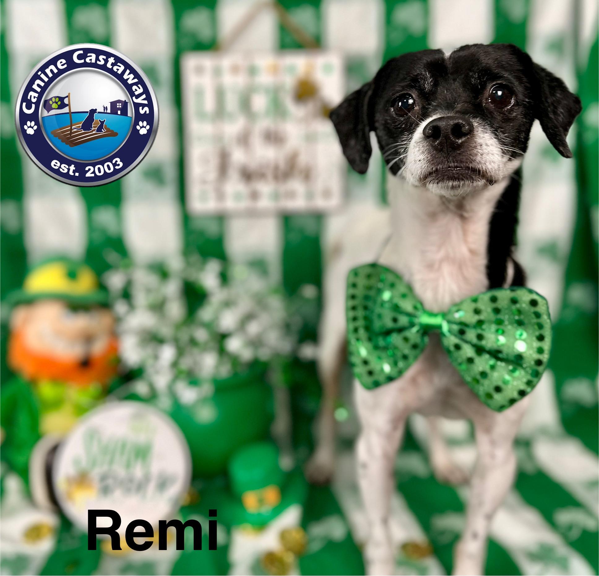 Remi, an adoptable Rat Terrier, Smooth Fox Terrier in Arcadia, FL, 34266 | Photo Image 5