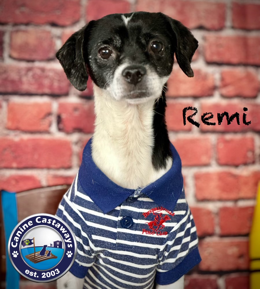 Remi, an adoptable Rat Terrier, Smooth Fox Terrier in Arcadia, FL, 34266 | Photo Image 4