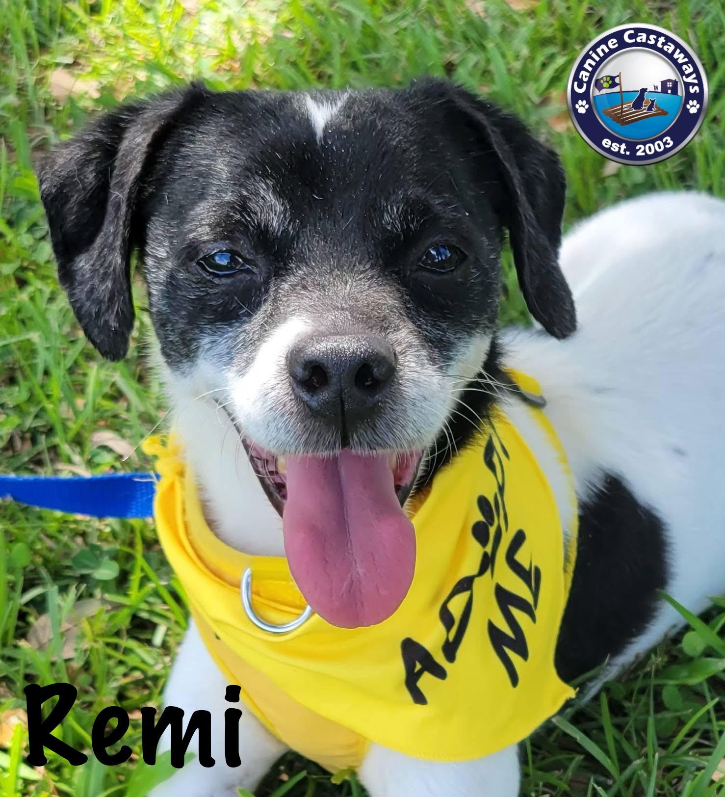Remi, an adoptable Rat Terrier, Smooth Fox Terrier in Arcadia, FL, 34266 | Photo Image 1