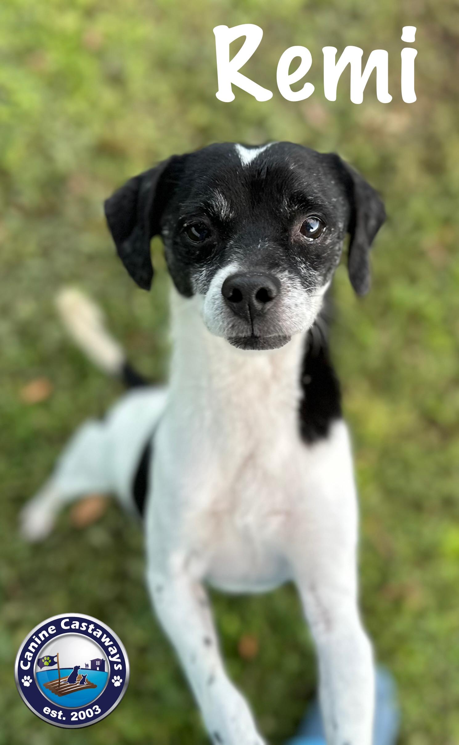 Remi, Adoptable, Senior Male Toy Fox Terrier & Shih poo.