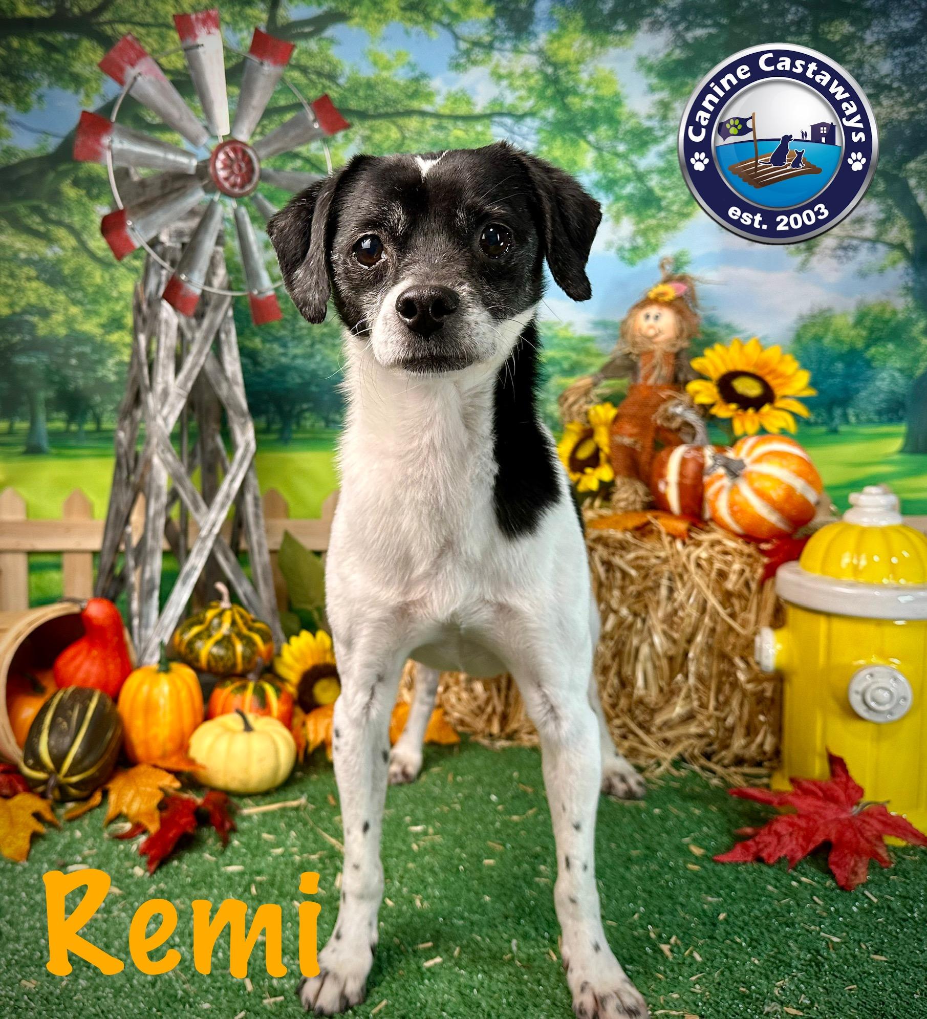 Remi, an adoptable Rat Terrier, Smooth Fox Terrier in Arcadia, FL, 34266 | Photo Image 2