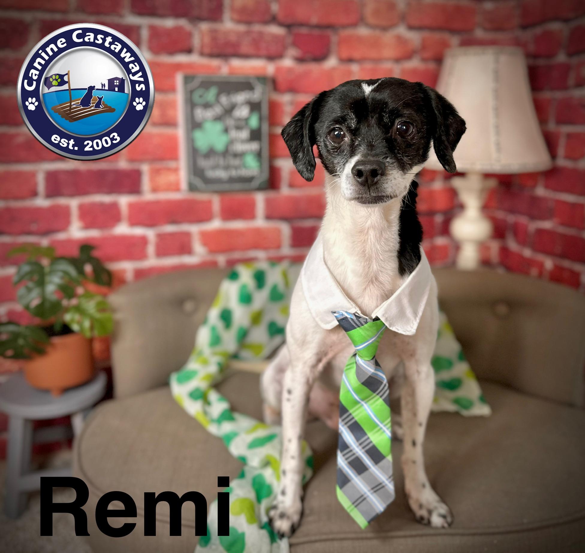 Remi, an adoptable Rat Terrier, Smooth Fox Terrier in Arcadia, FL, 34266 | Photo Image 3