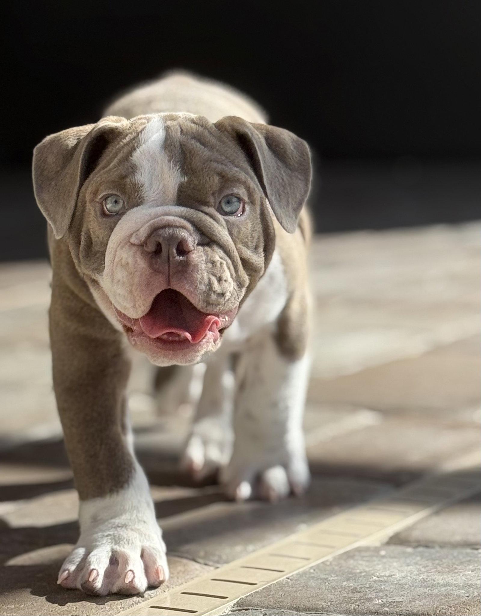 Jovi, Adopted, Young Male English Bulldog.