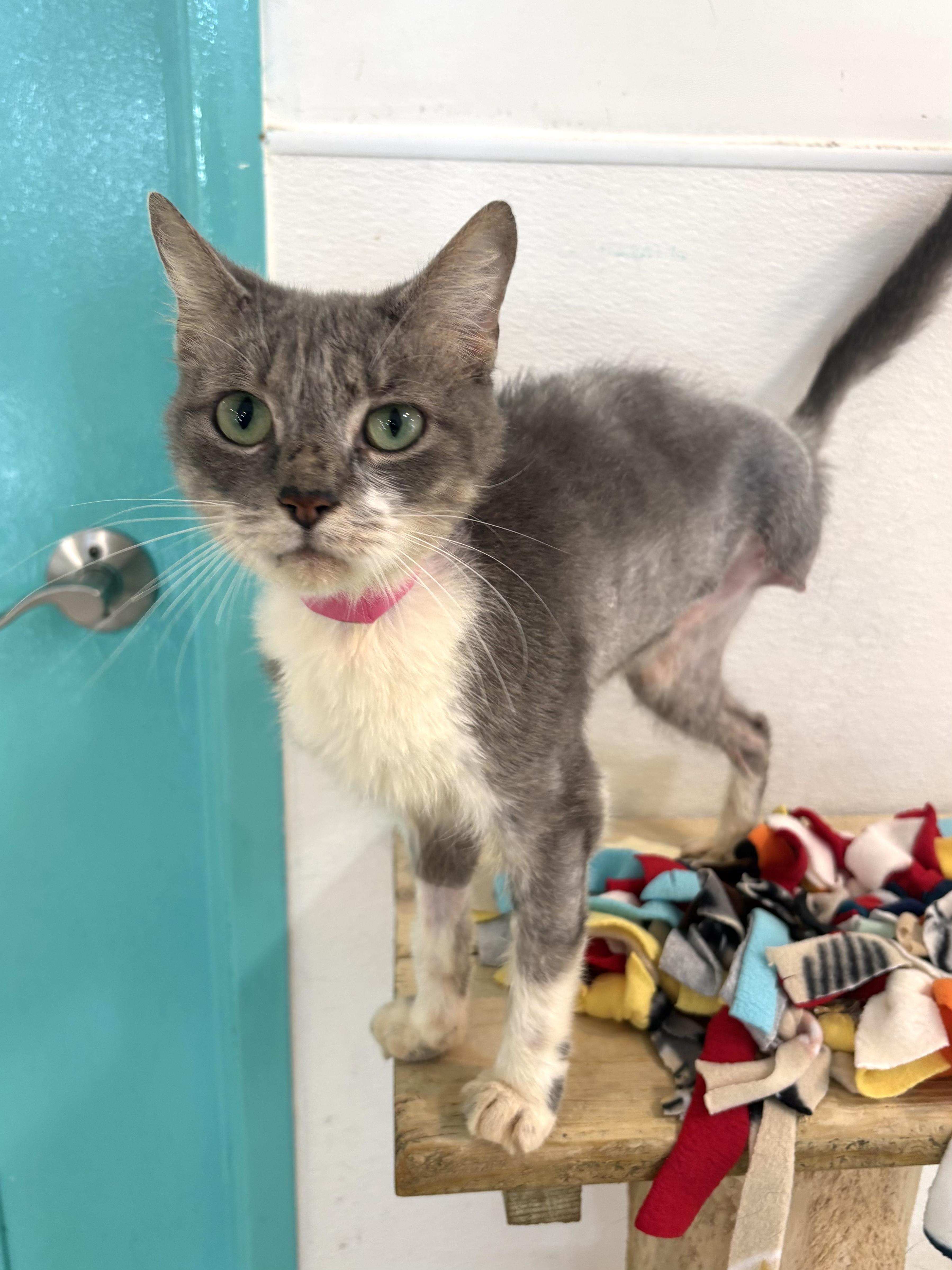 Enlarge Bunny - Our Bouncy Tripod, a Adoptable Domestic Short Hair in Chicago, IL image 3/3
