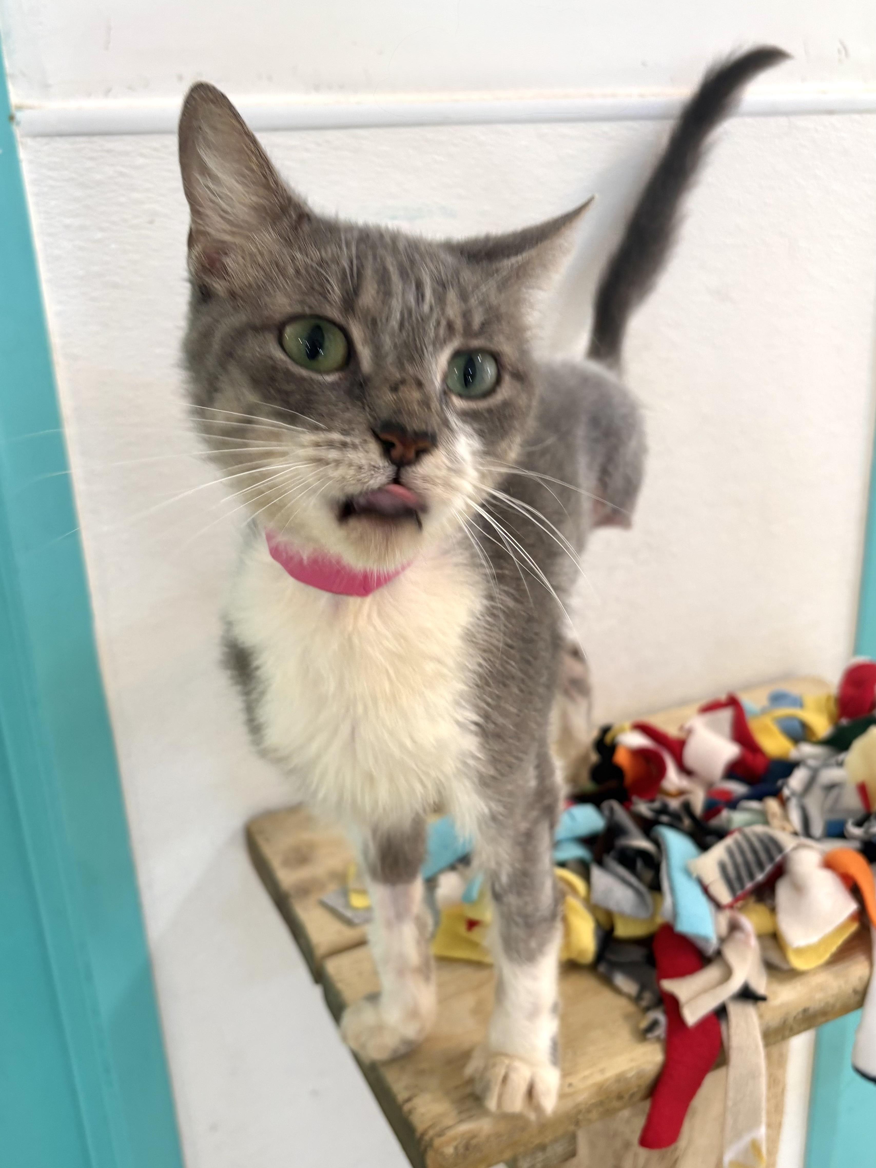 Enlarge Bunny - Our Bouncy Tripod, a Adoptable Domestic Short Hair in Chicago, IL image 2/3