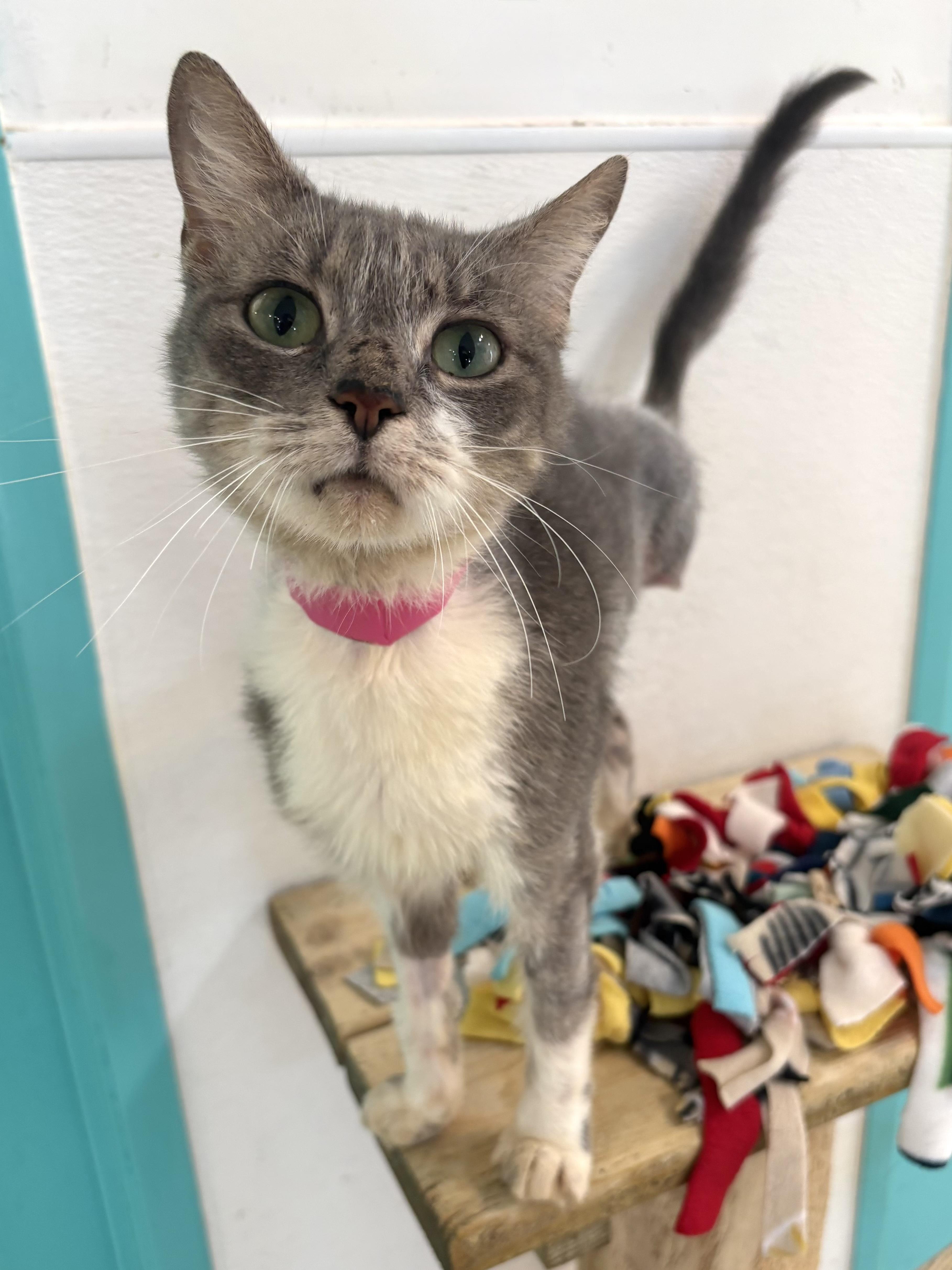 Bunny - Our Bouncy Tripod, Adoptable, Young Female Domestic Short Hair.